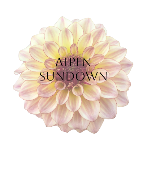 Alpen Sundown Dahlia Tuber