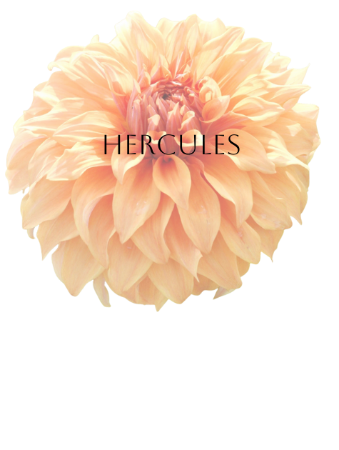 Hercules Dahlia Tuber