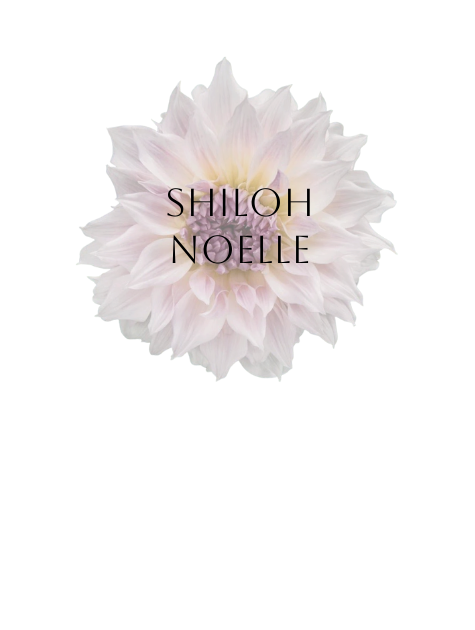 Shiloh Noelle Dahlia Tuber