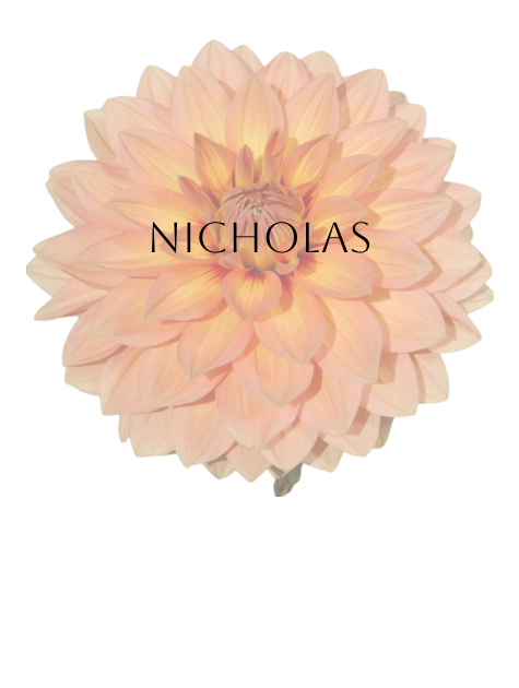 Nicholas Dahlia Tuber