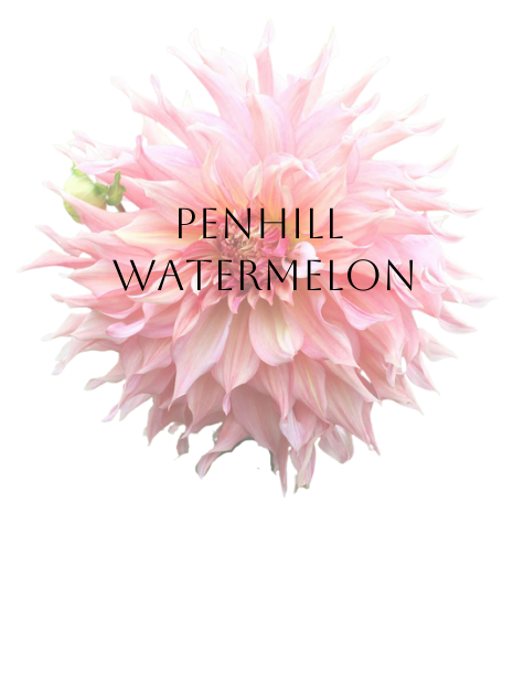 Penhill Watermelon Dahlia Tuber