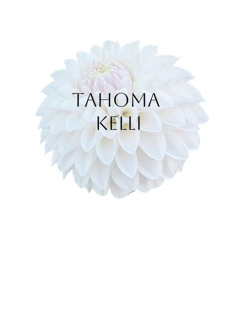 Tahoma Kelli Dahlia Tuber