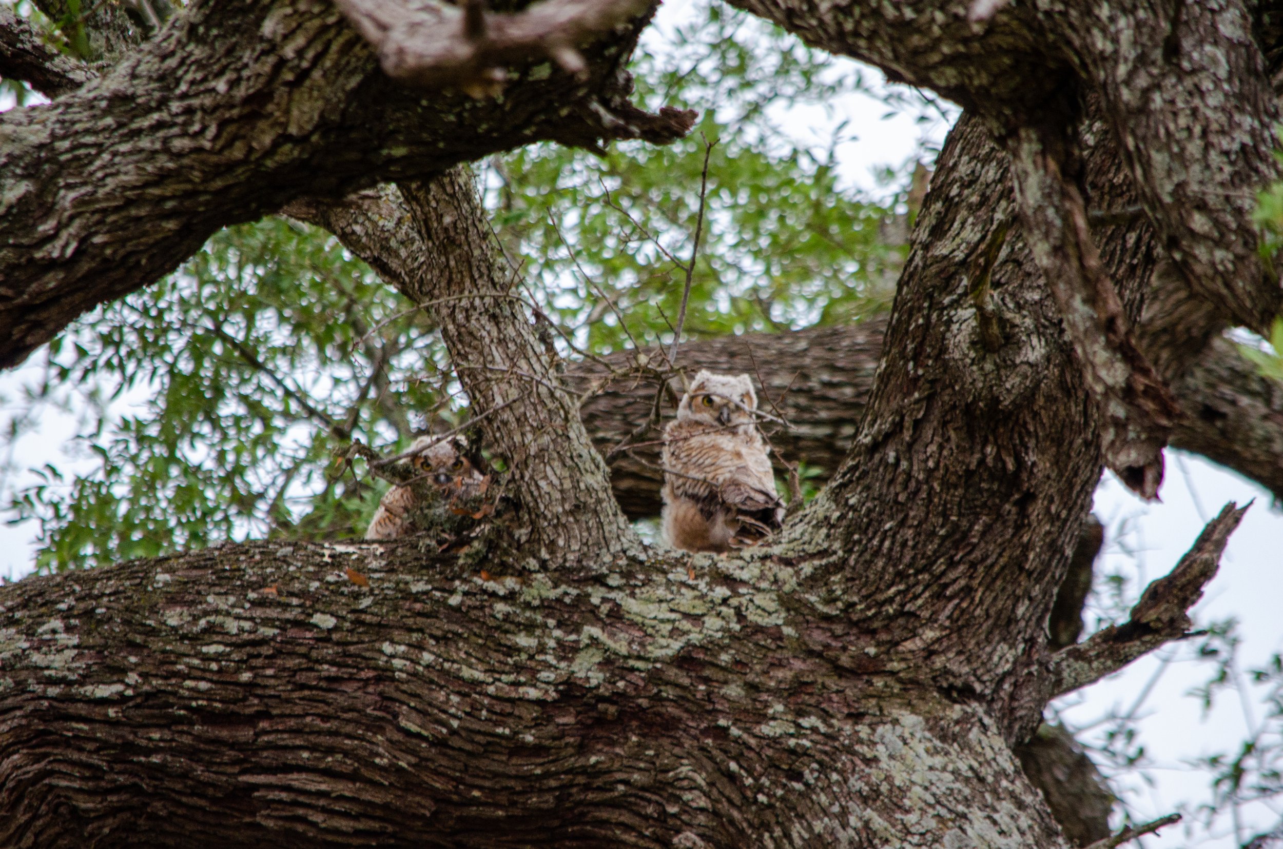 Two owls perched on a large tree branch, surrounded by green leaves, with one looking directly at the camera and the other partly hidden behind branches.