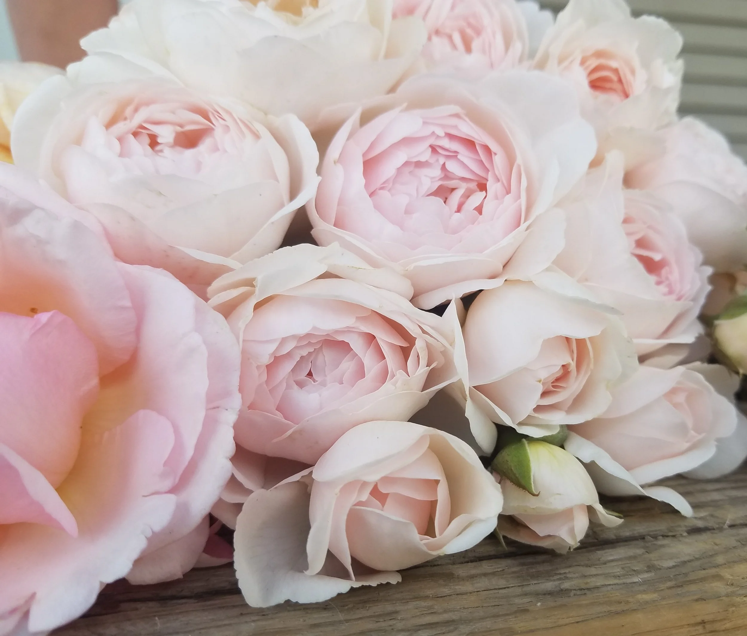 Close-up of light pink roses in full bloom clustered together on a wooden surface.