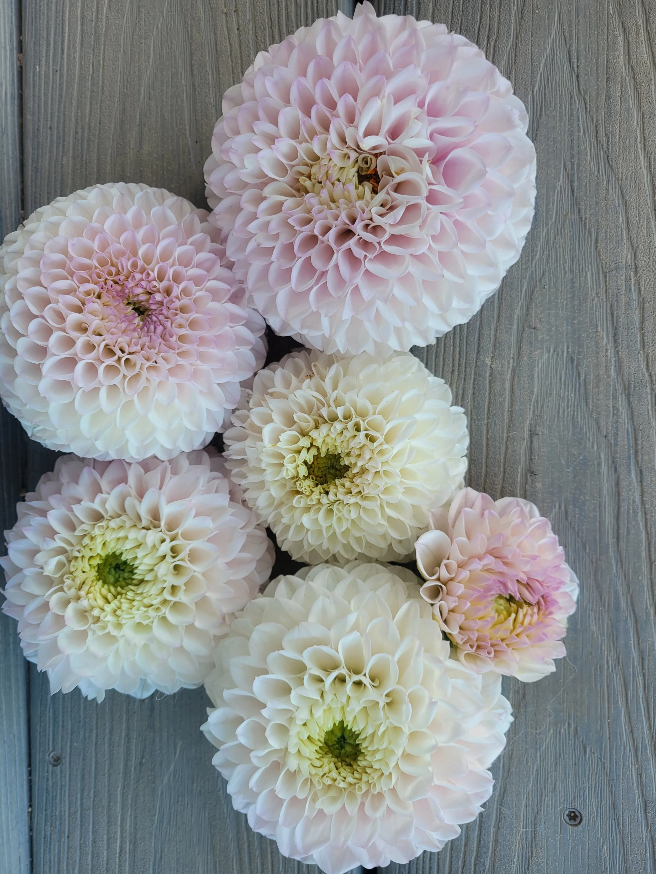 Pink Pearl Dahlia