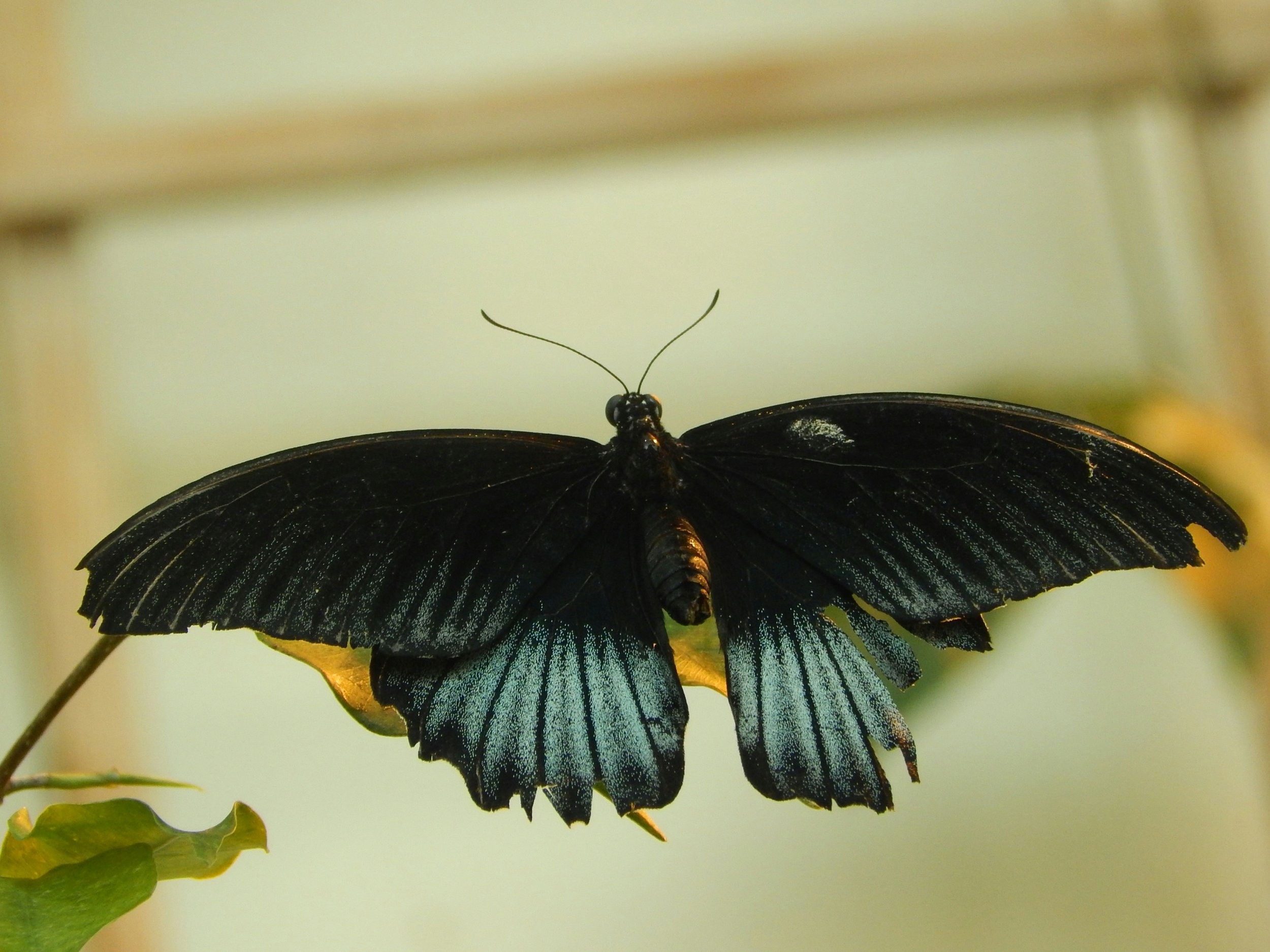 Inspired by Nature—Highlights and the Future of the Decorative Arts Collection at the Milwaukee Public Museum