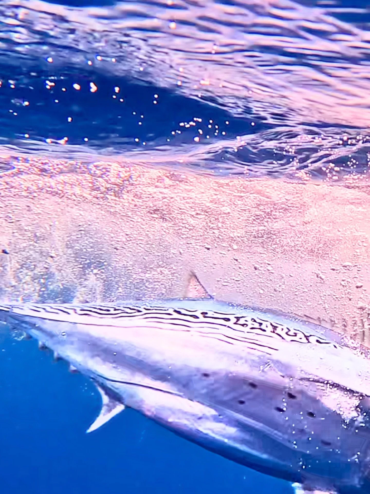 We ground it out all day. 🌞🎣
Cast after cast, hour after hour&hellip; nothing.

Late afternoon, the ocean finally erupted. ⚡🐟
False albacore on the line &mdash; drag screaming, chaos at the surface.

This is why you don&rsquo;t quit.

#FrostyFishi