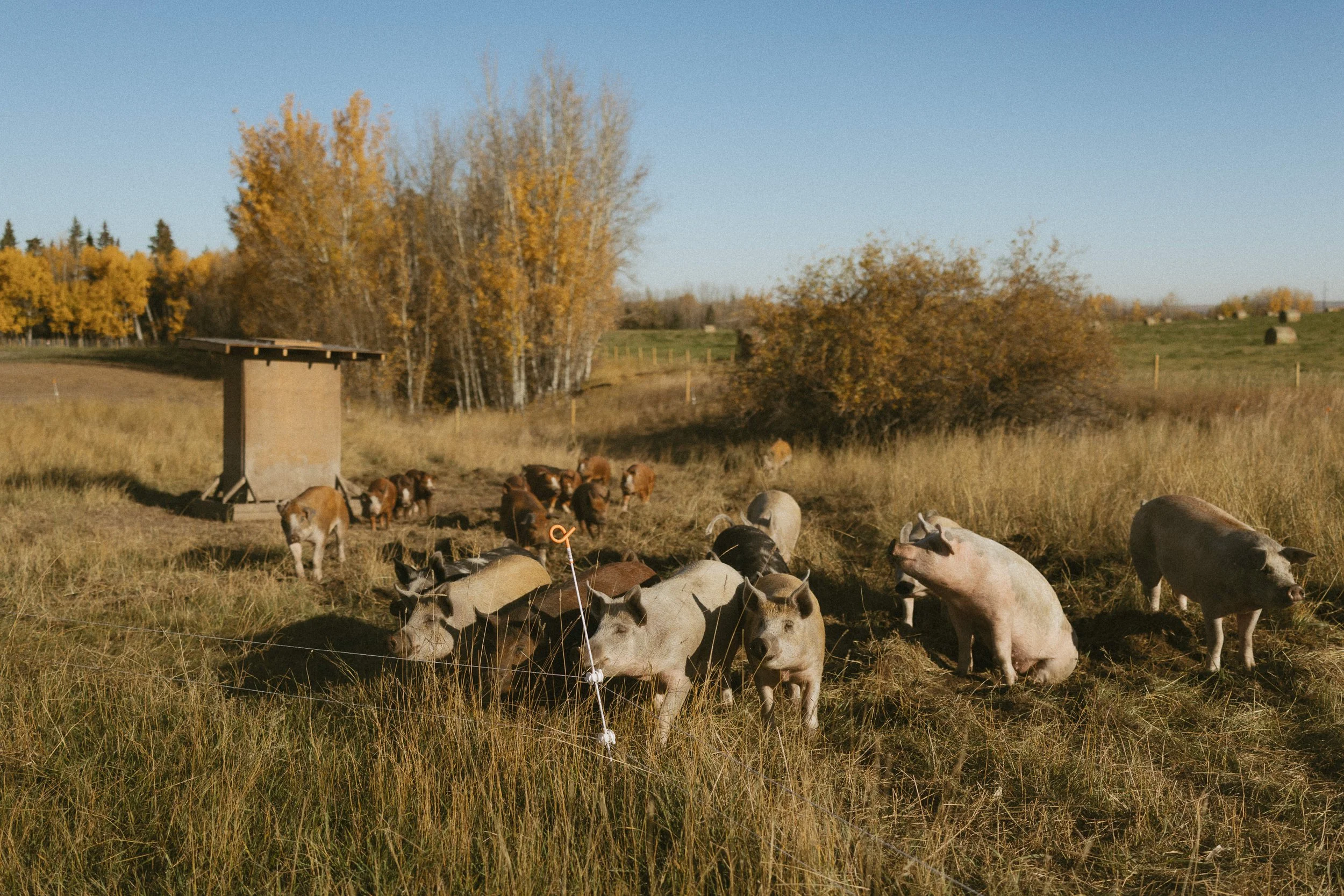 Pasture Raised Pork (WHOLE PIG-DEPOSIT)