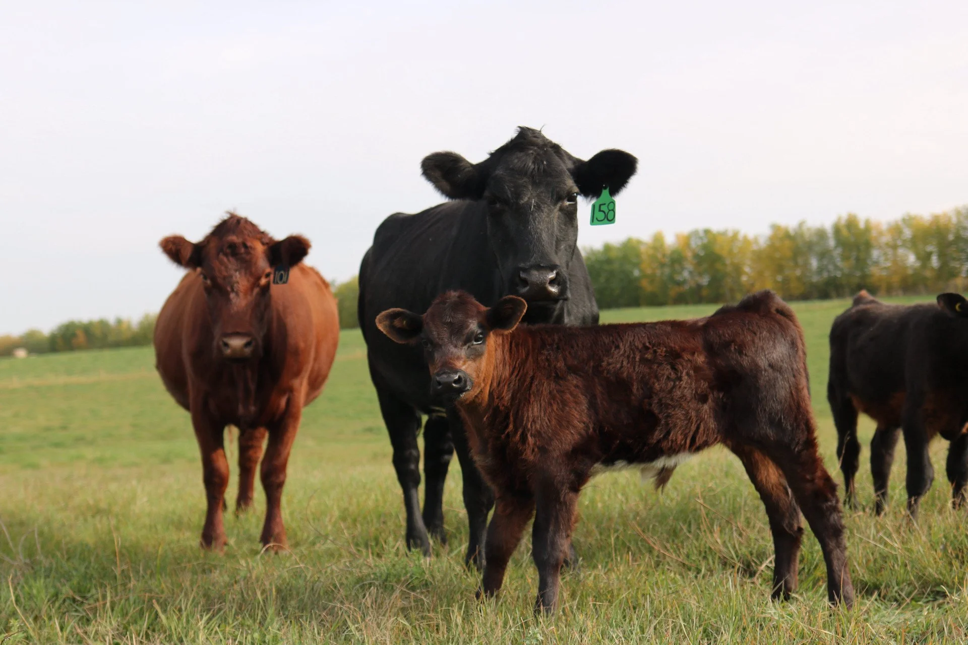 Grass fed beef out in pasture , non-gmo
organic