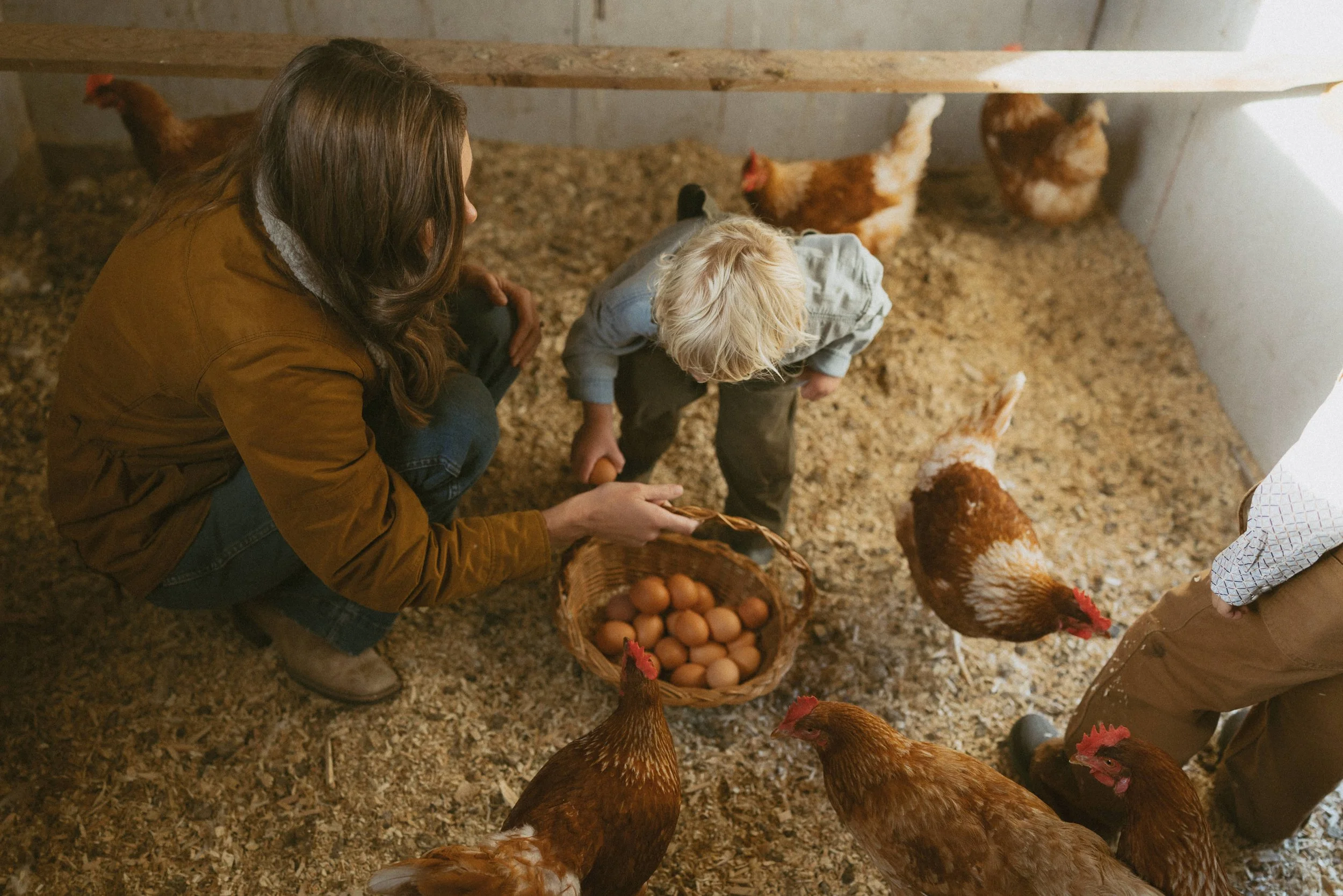 Free- Range eggs (ADD ON ONLY)