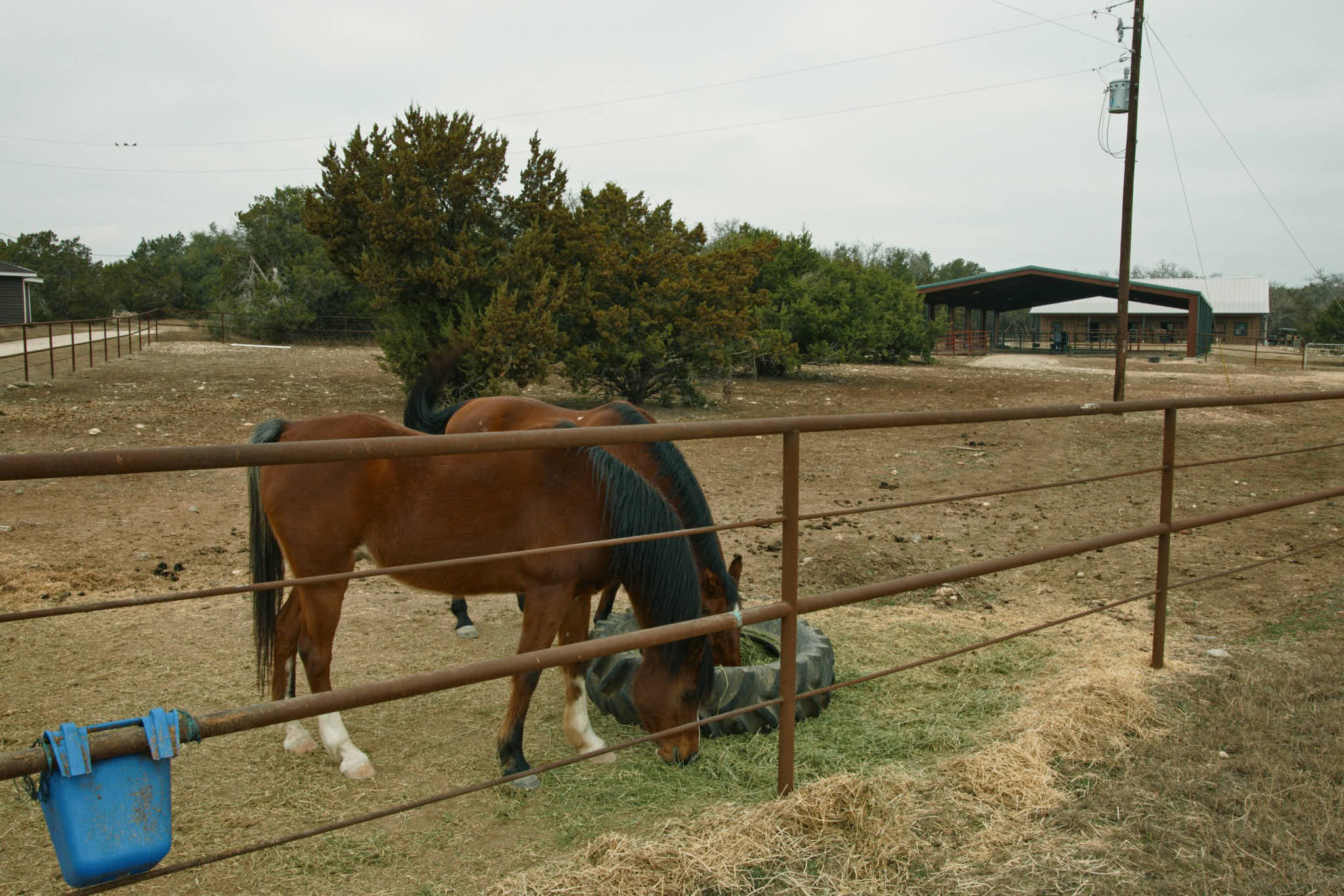 Two horses grazing inside a fenced area with trees and a building in the background.