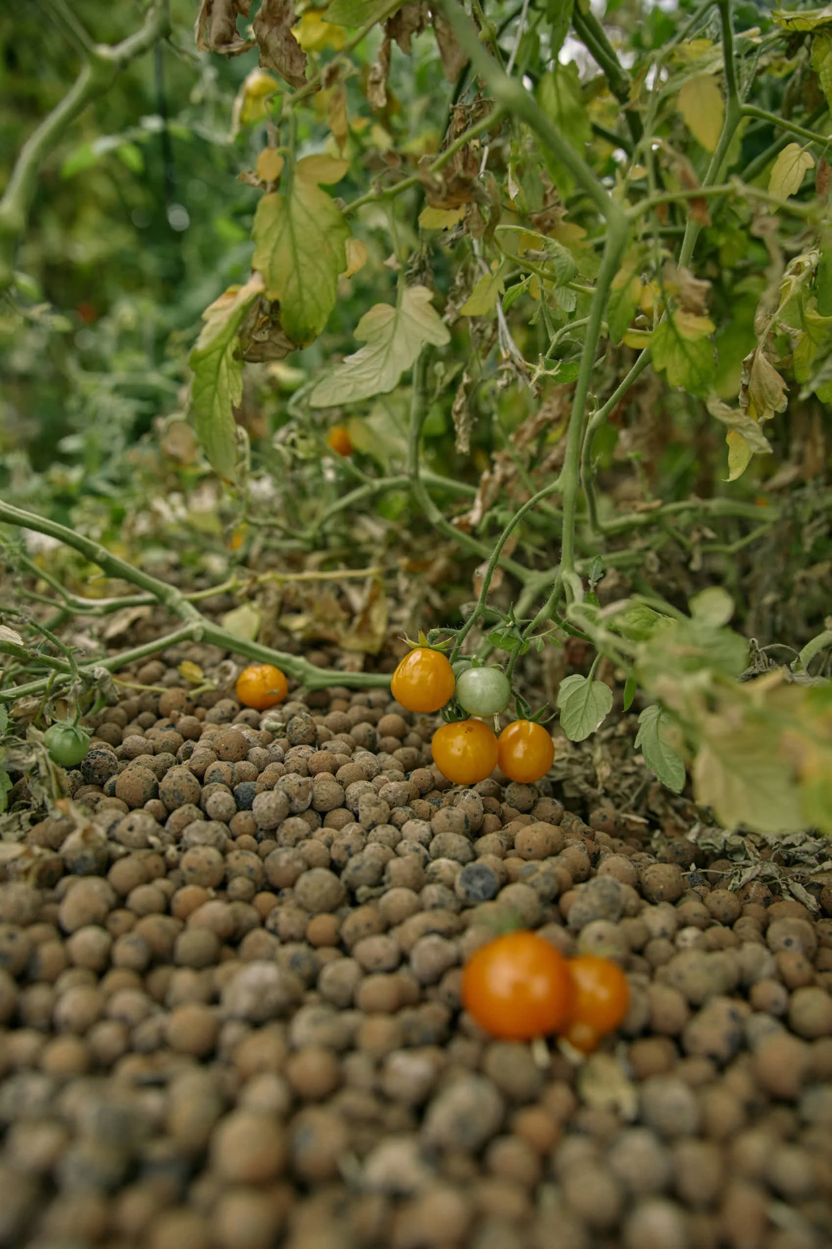 Tomato plants growing with some ripe yellow tomatoes and some green tomatoes, on soil with small round clay pellets.