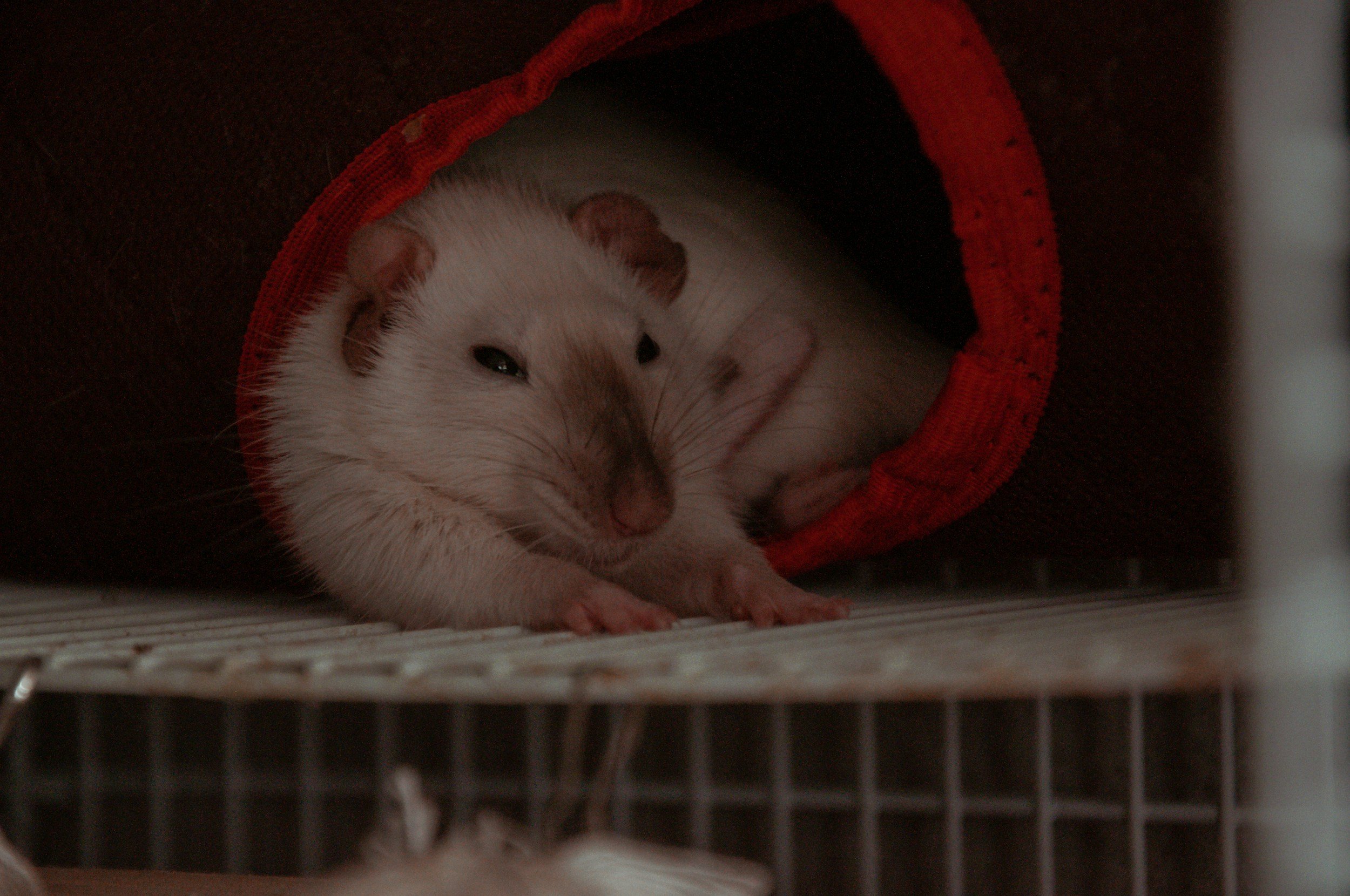 The role of animal models in cancer research