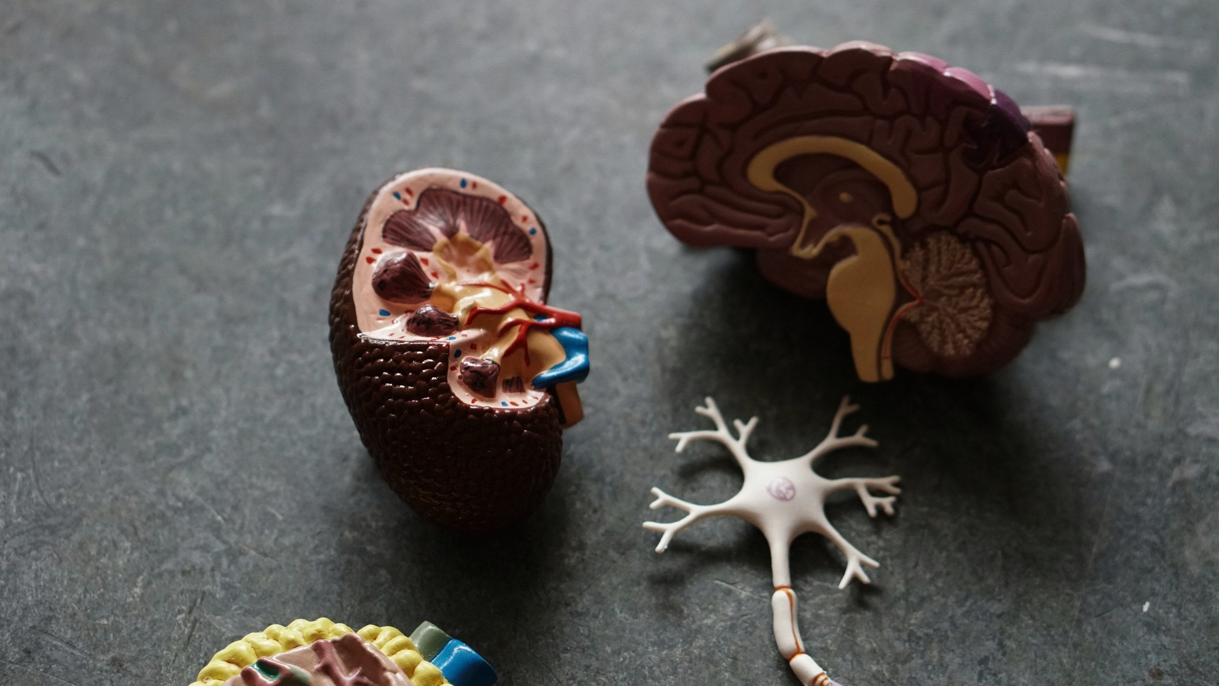 Kidney Cancer: Risk Factors & Preventative Measures