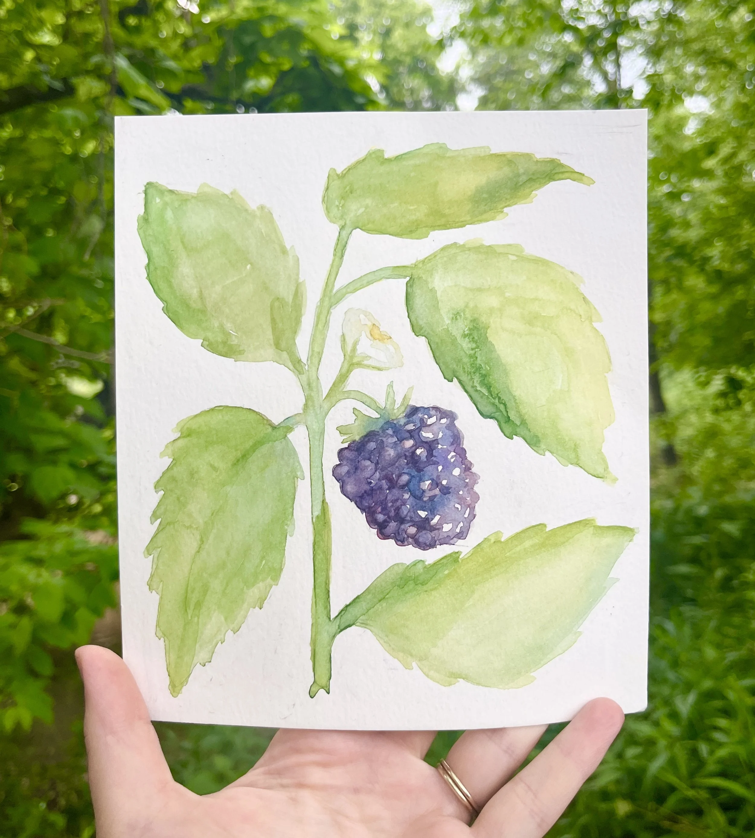 BrambleBerry_watercolor.jpg