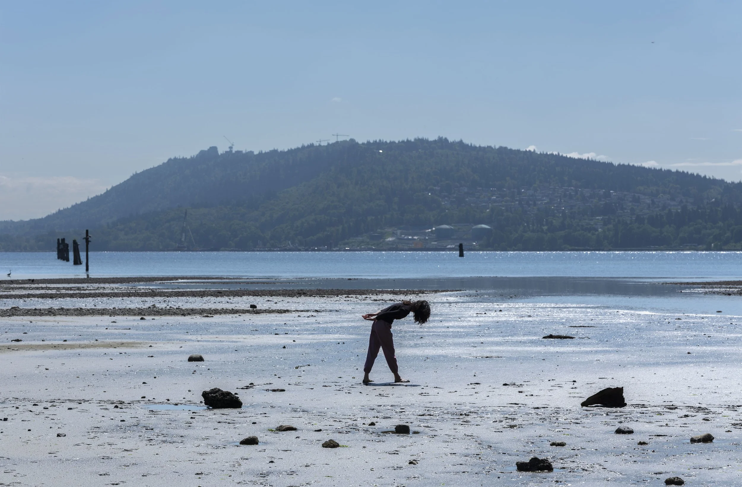 Becoming Crane (Pacific Flyways)
