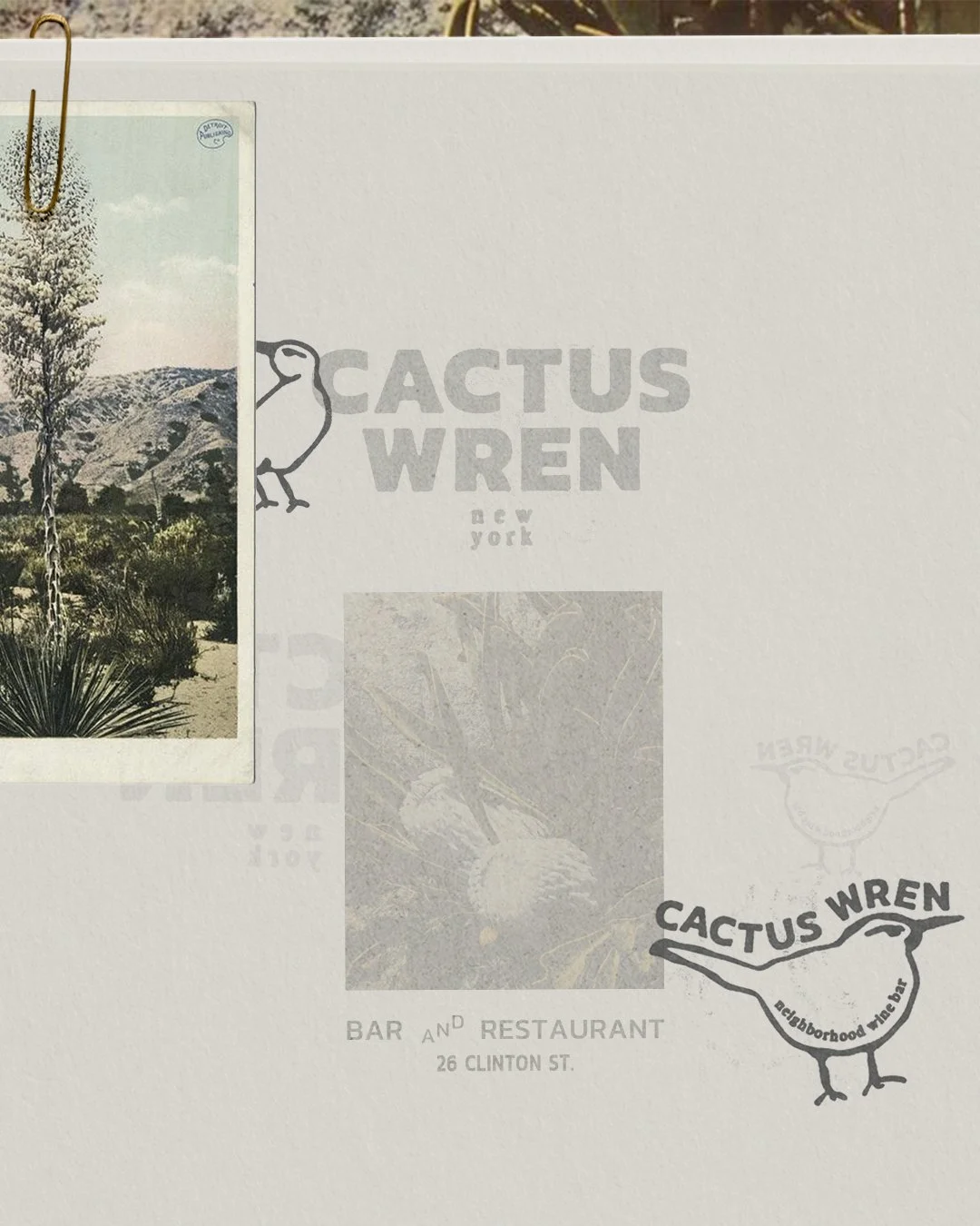 Cactus Wren