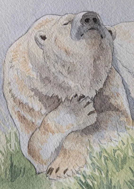A close up of the graphite pencil and watercolour quick sketch of a polar bear. The sketch is part of my self studying to practice to prepare for drawing animals from life.