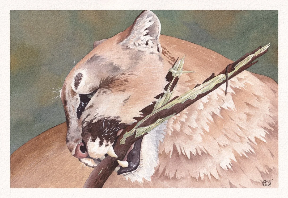 All-Natural Chew Stick (10 by 7 inch). Watercolor and white gouache, 2025.