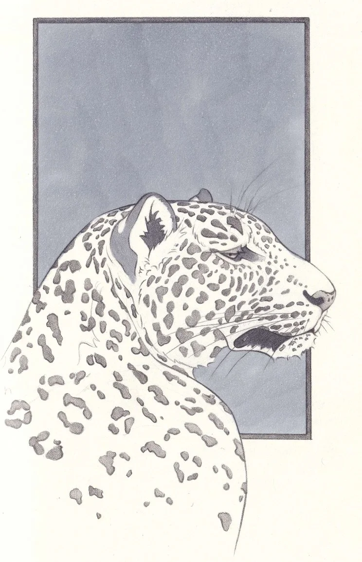 Leopard portrait, graphite pencil and marker 2025