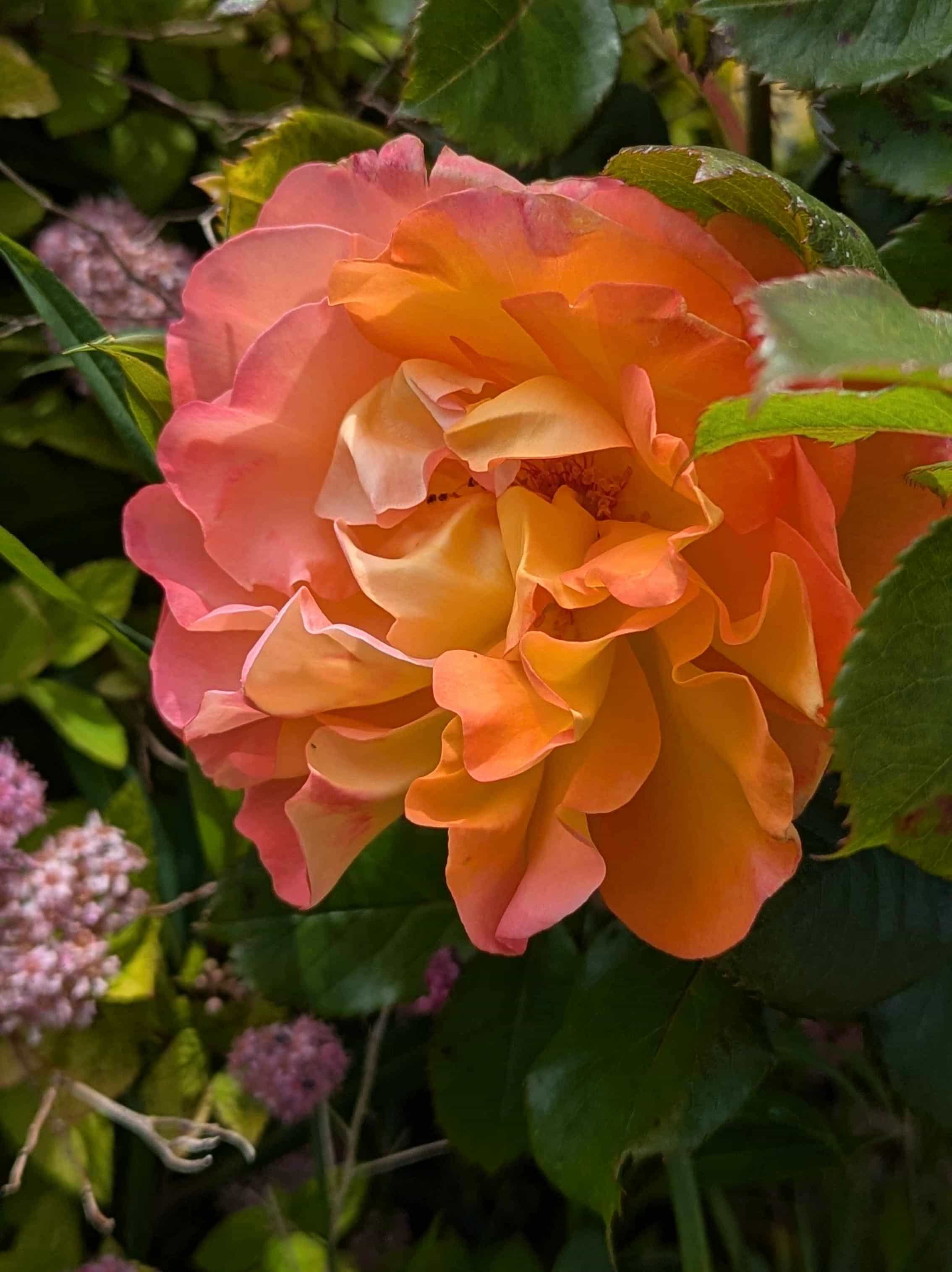 A photograph of a peach coloured rose blooming in my country garden. The flower is in full bloom, with dark foliage surrounding it. Wouldn’t it make a lovely colour palette for a painting?