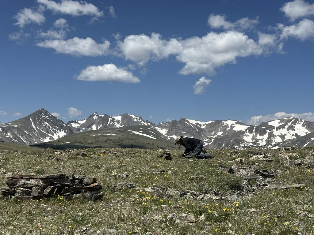 Helena Shapiro counting flowers on Niwot Ridge, CO