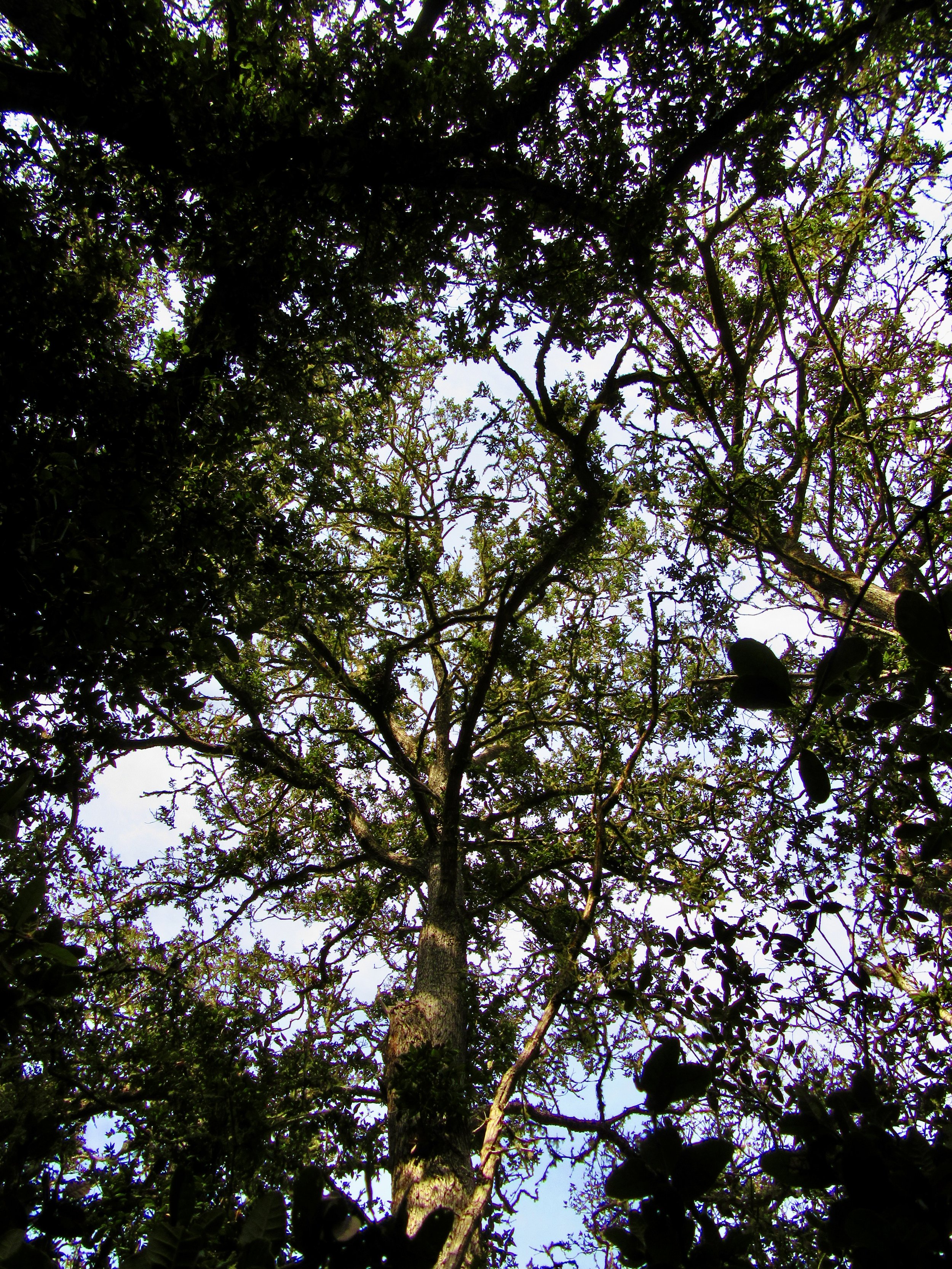 Quercus tomentella canopy on Santa Cruz Island, CA