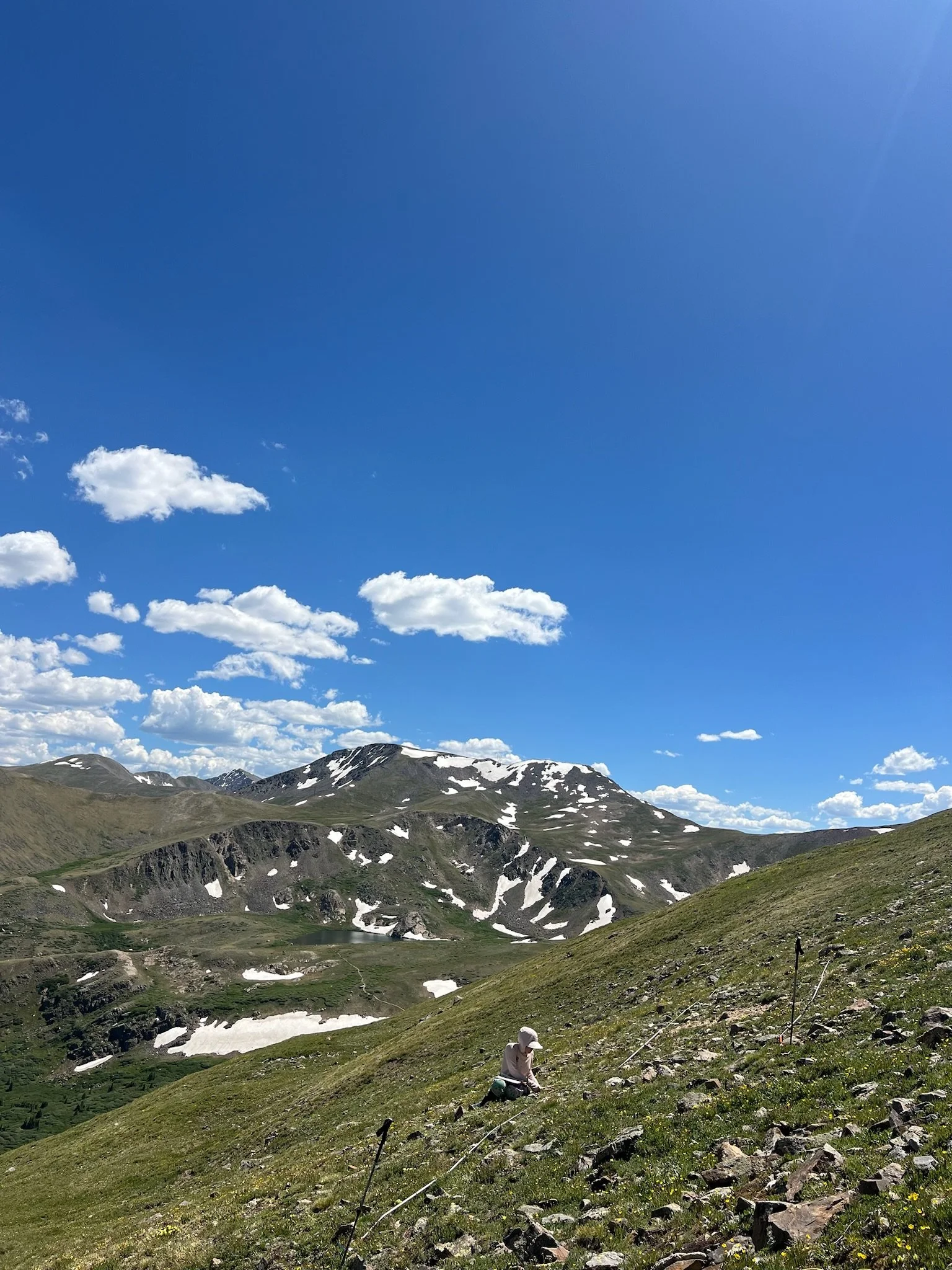 2025 Eritrchium nanum demography census - PC: Helena Shapiro