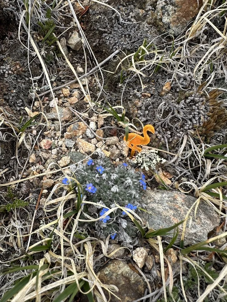 Eritrichium namum on Niwot Ridge, CO