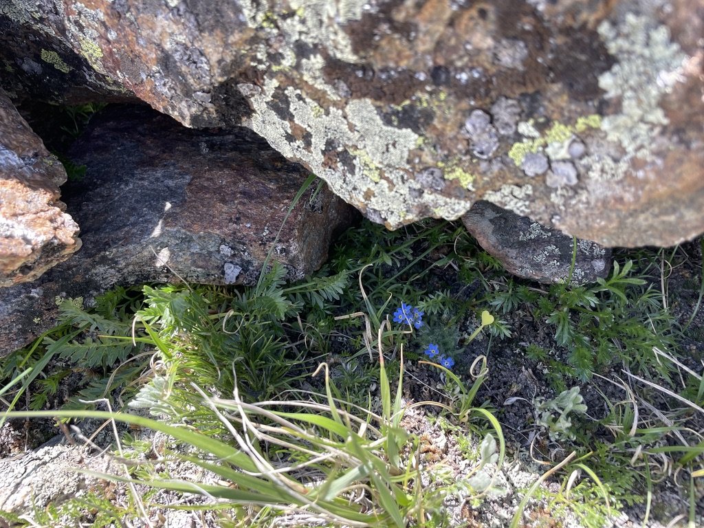 E. nanum tucked under an experimental rock wall on Niwot Ridge, Colorado