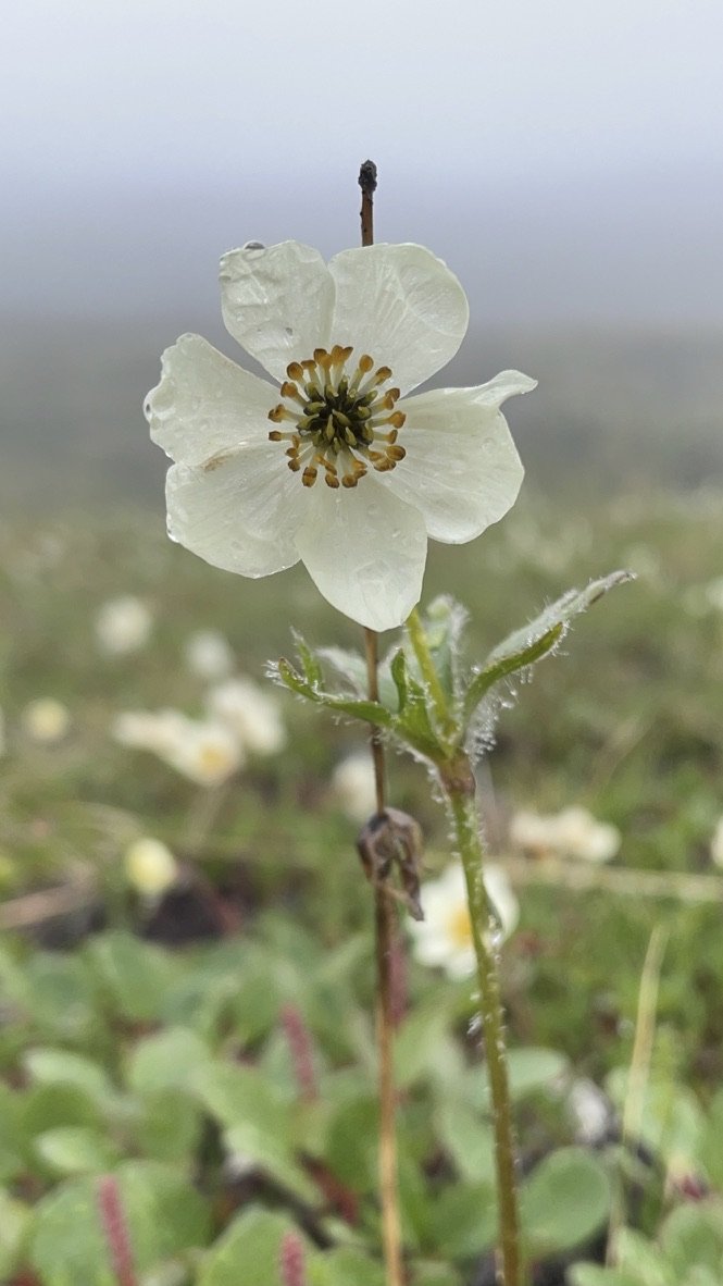 One-flowered Anemone