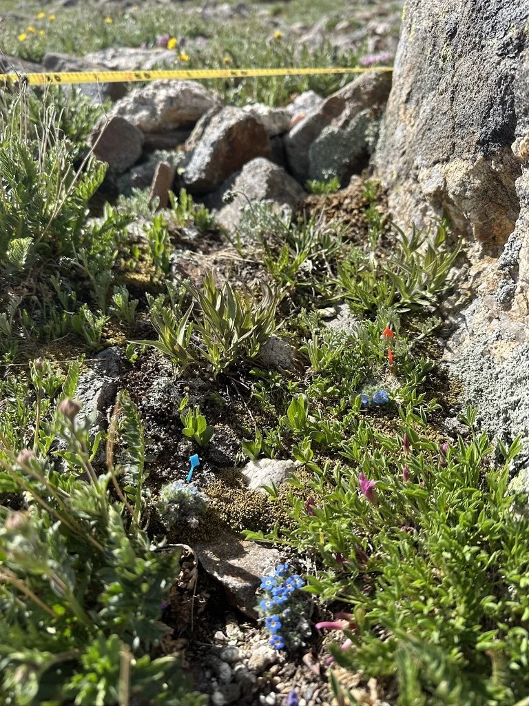Individual E. nanum plants marked with toothpicks