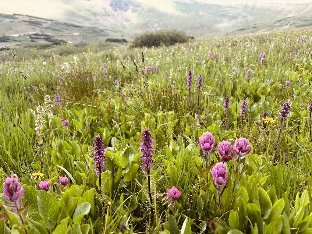 Mid-summer wild flowers - Jones Pass, Colorado