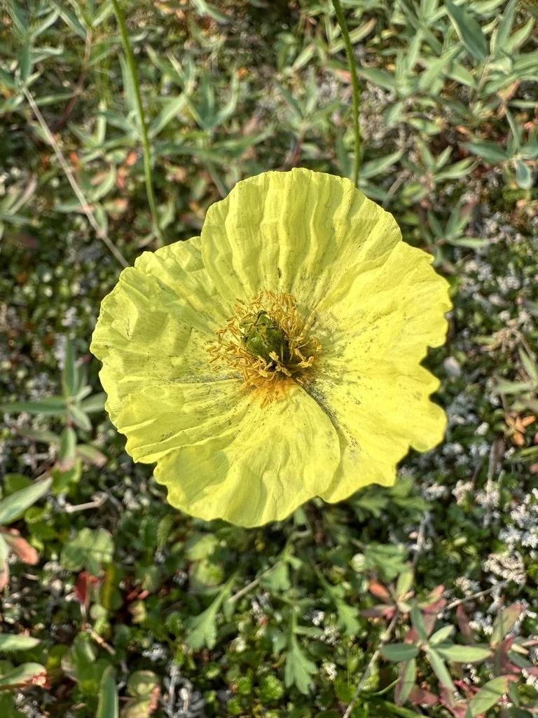 Arctic Poppy