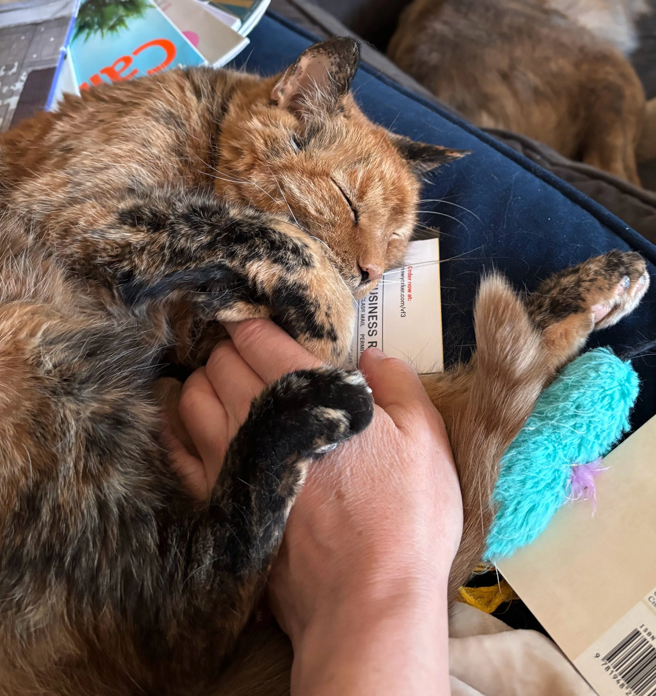 Image of cat hugging hand