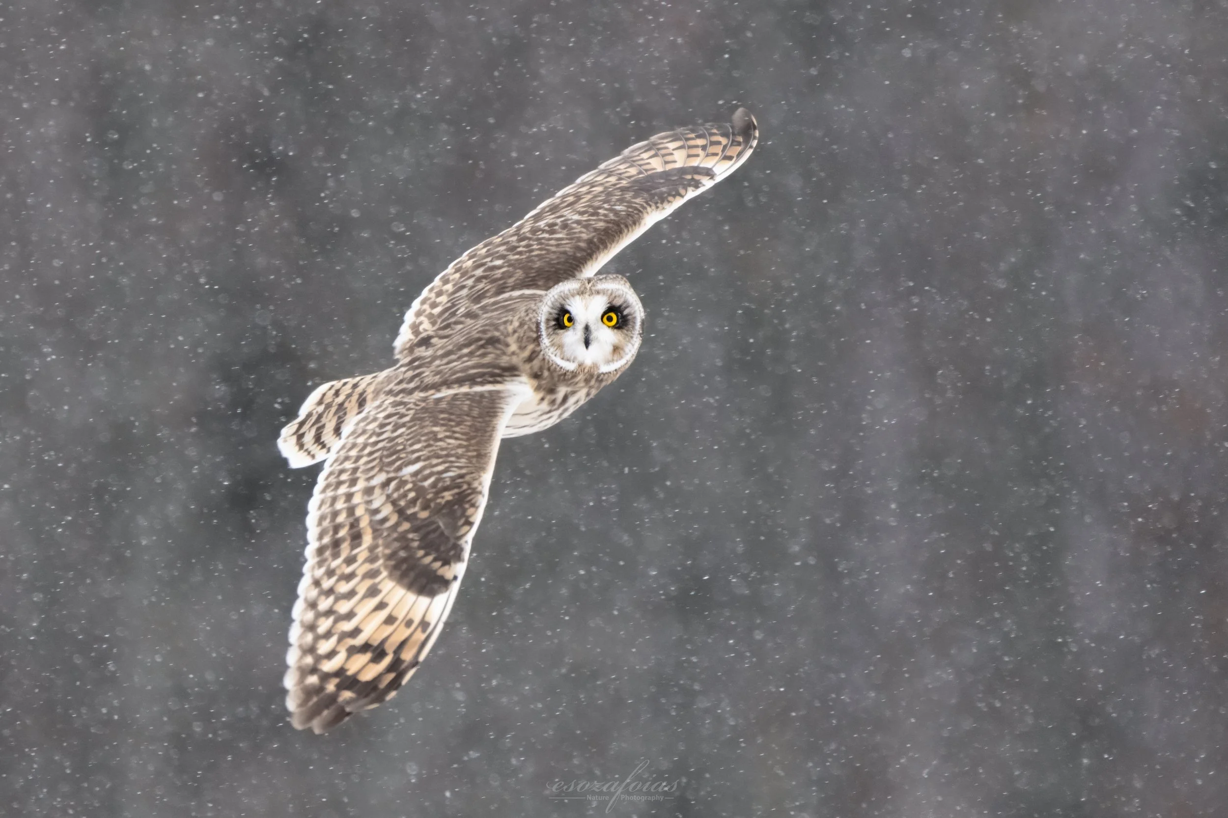 Vermont-Portrait-Action-Flight-Short-eared-Owl-Bird-Wildlife-Photography.JPG