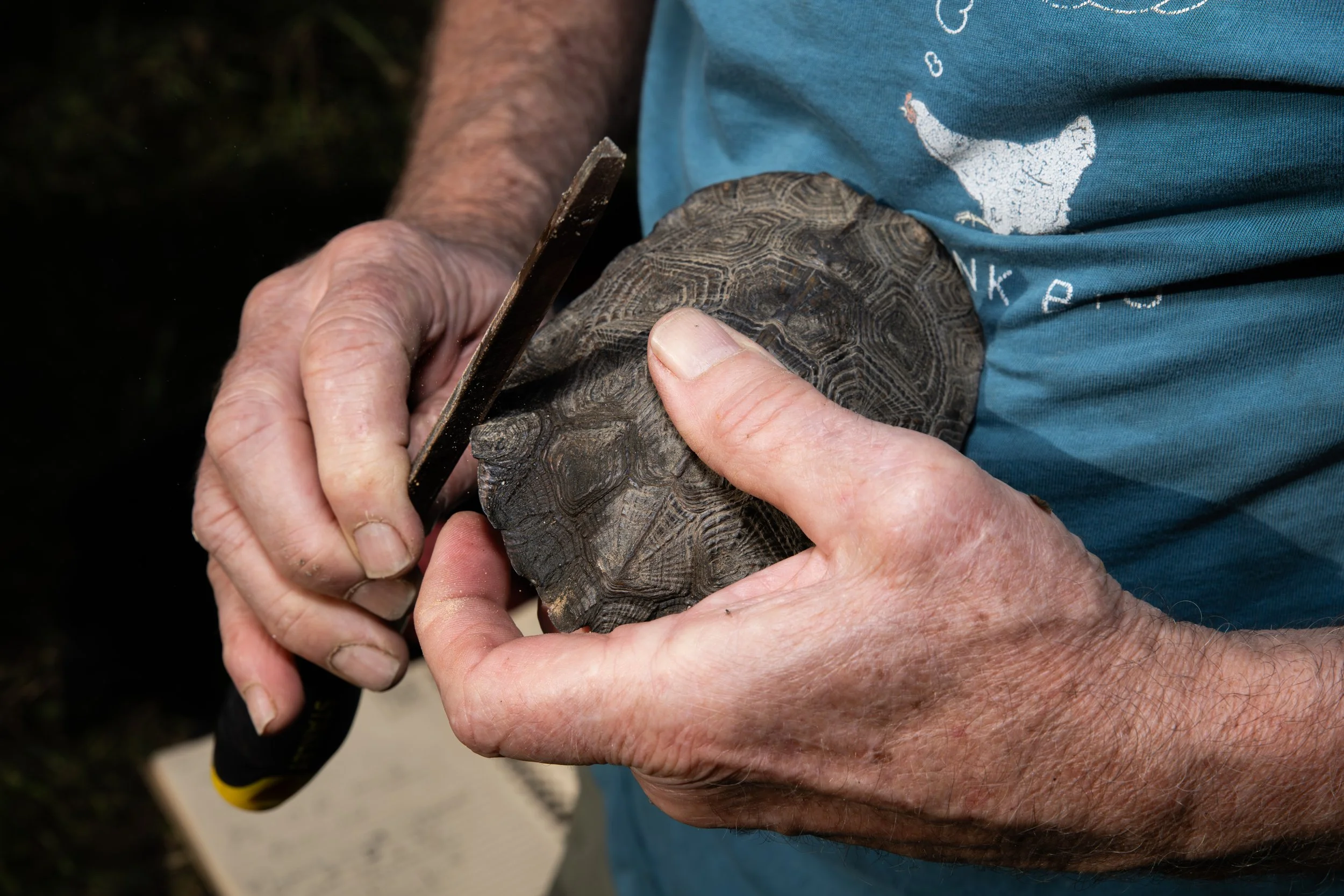 Wood-Turtle-Hands-Notching-Science-Conservation-Research-Vermont-Photography.jpg