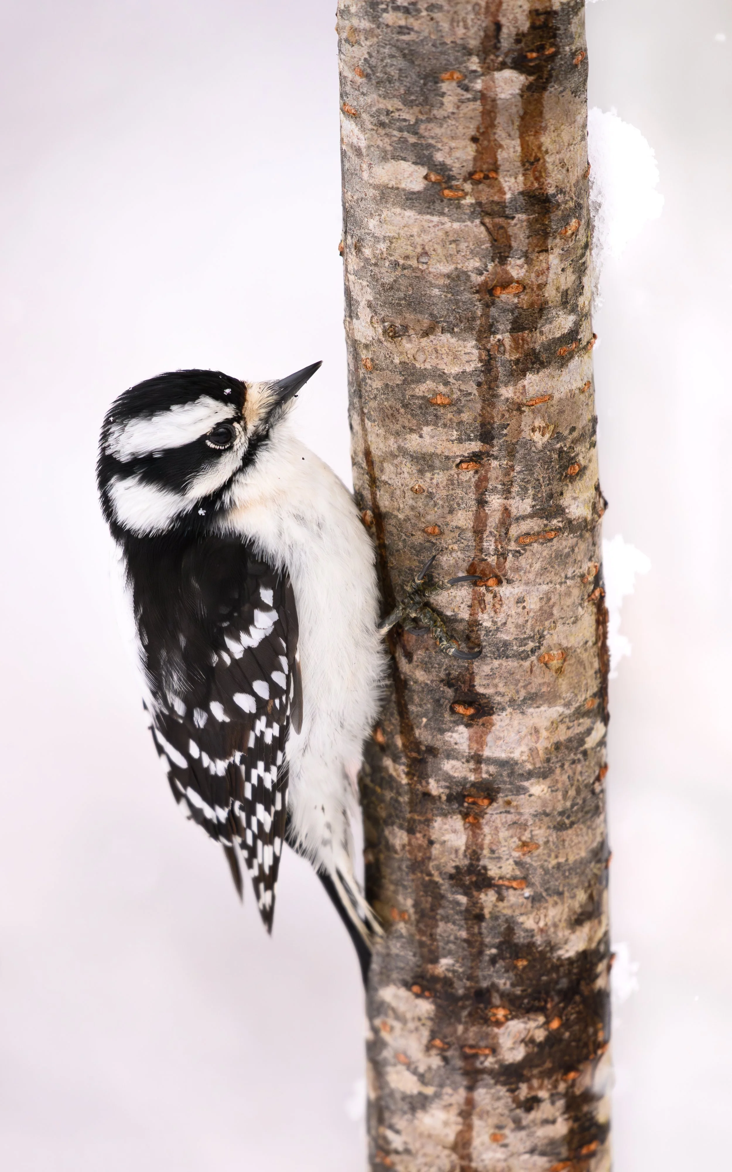 Burlington-Vermont-Portait-Snow-Winter-Bird-Downy-Woodpecker.jpg