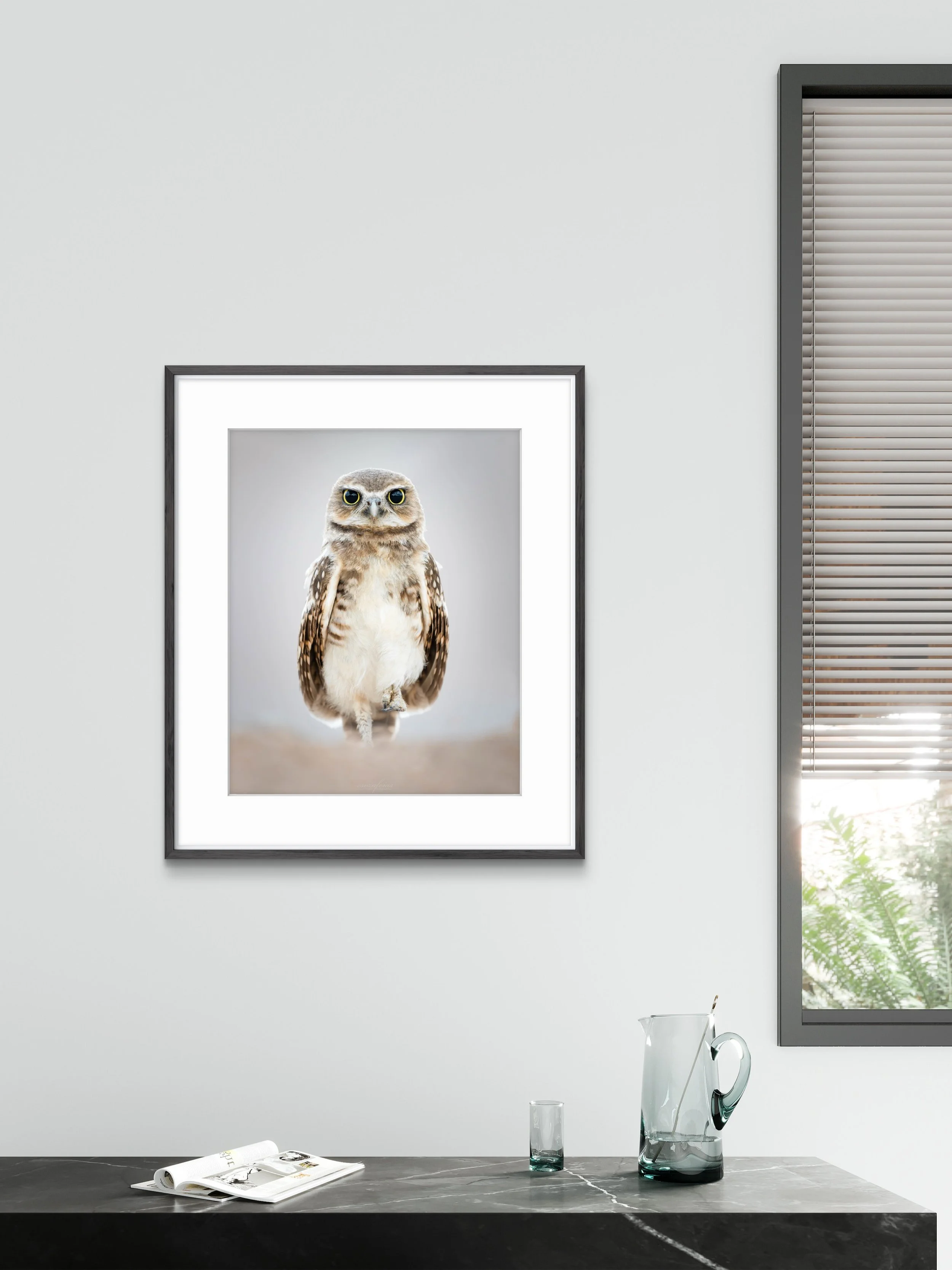 Intimidation - Burrowing Owl From Scottsdale, Arizona | Wildlife Photography Print