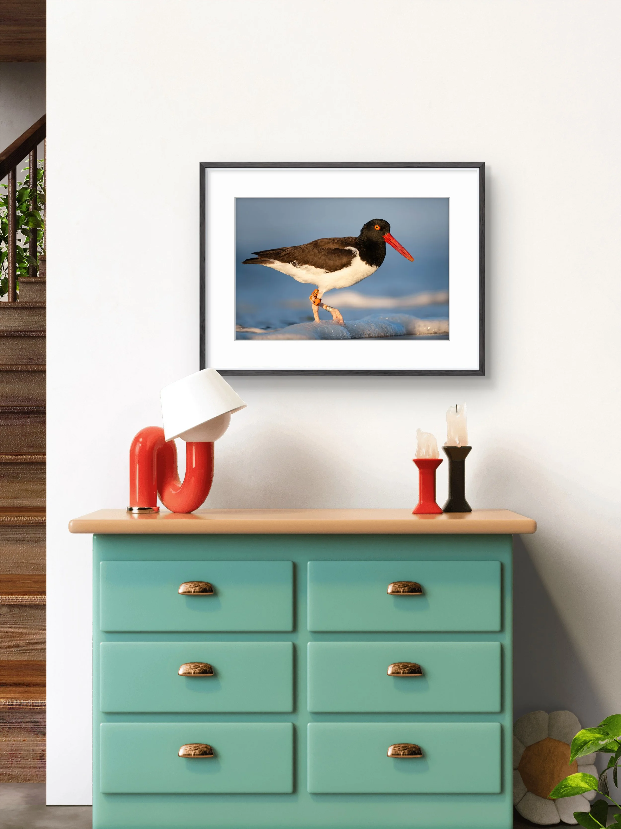 Chasing Waves - American Oystercatcher From Long Island, New York | Wildlife Photography Print