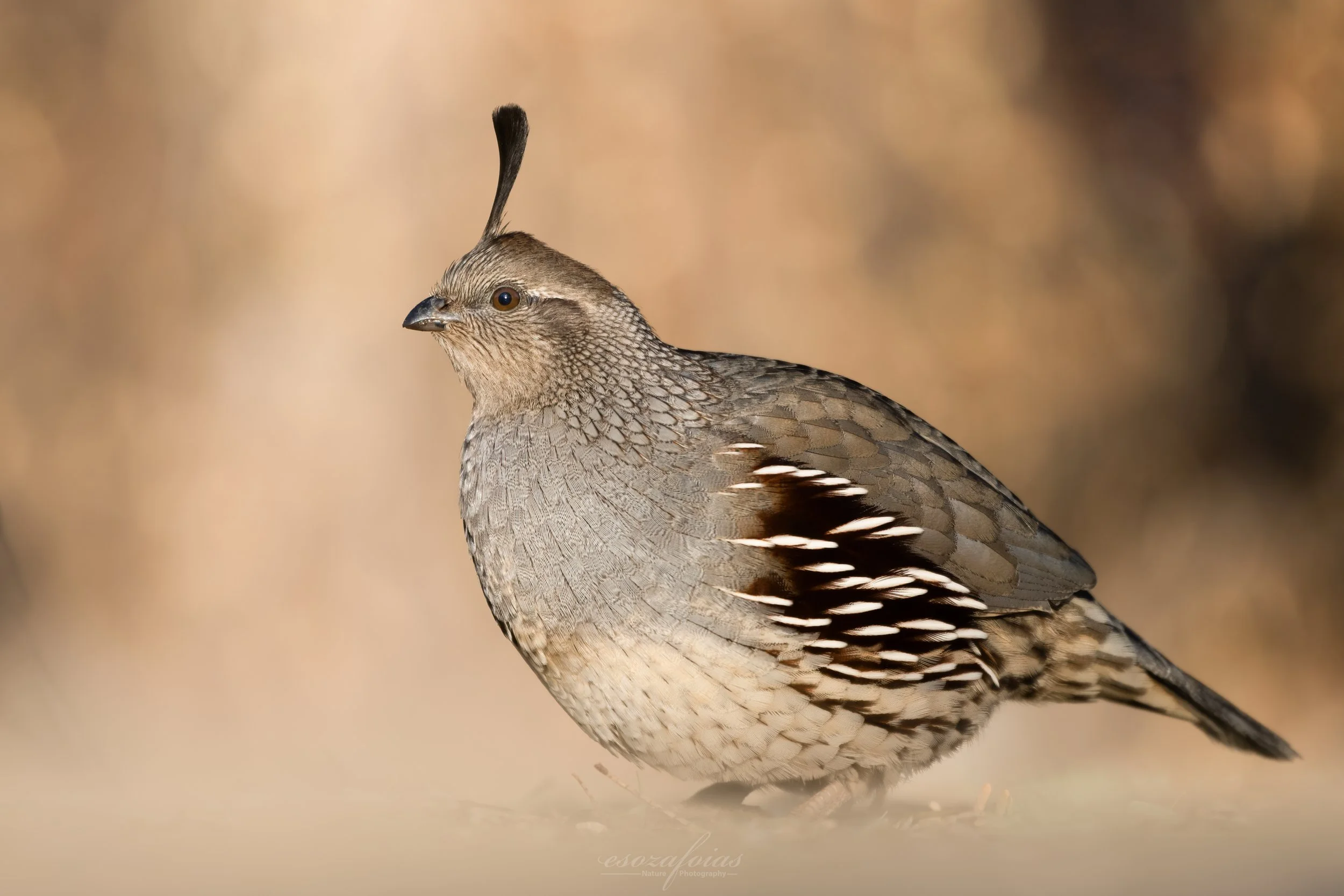 Arizona-Portrait-Gambel's-Quail-Bird-Wildlife-Photography.JPG