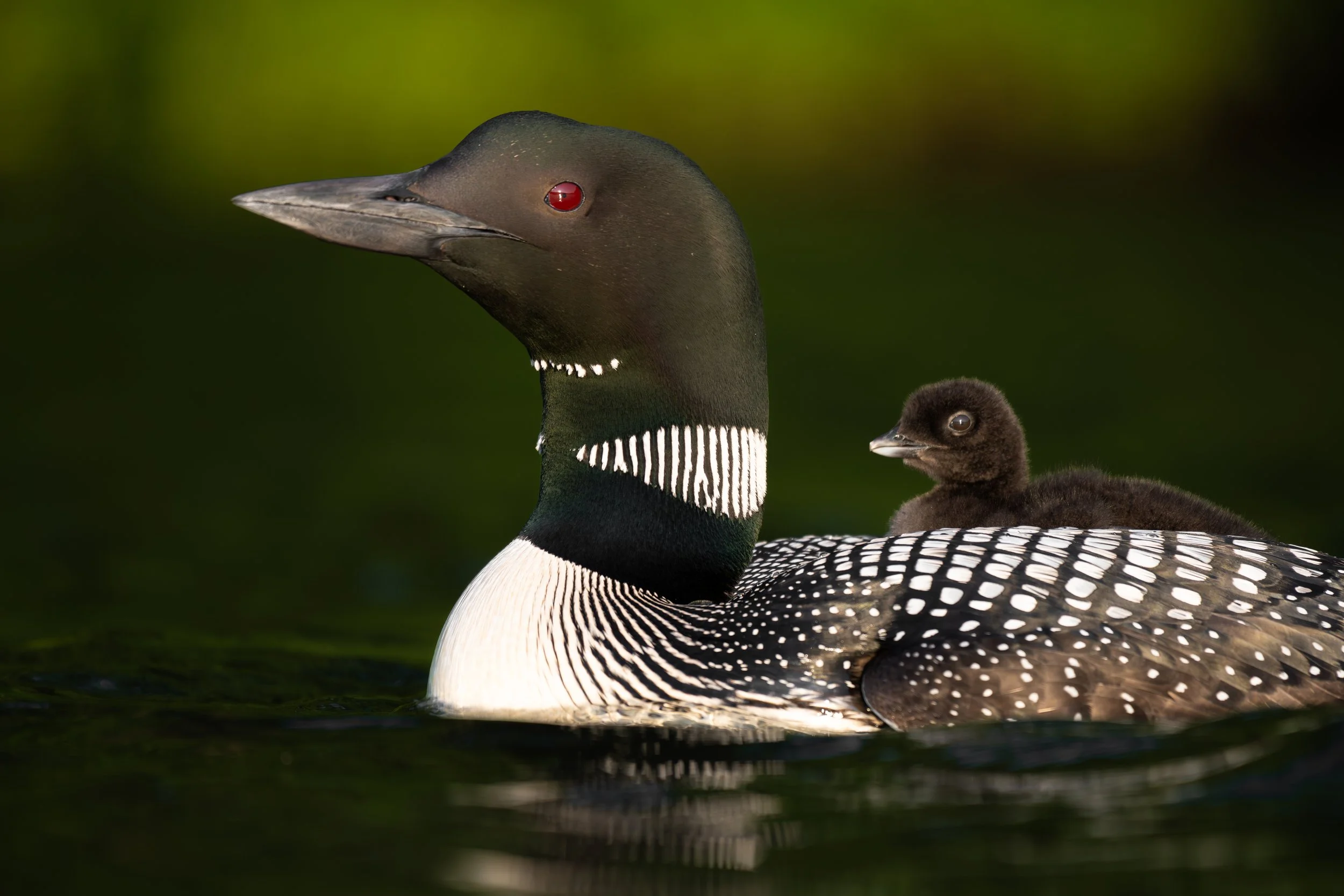 Vermont-Portrait-on-Back-Wildlife-Bird-Chick-Common-Loon.jpg