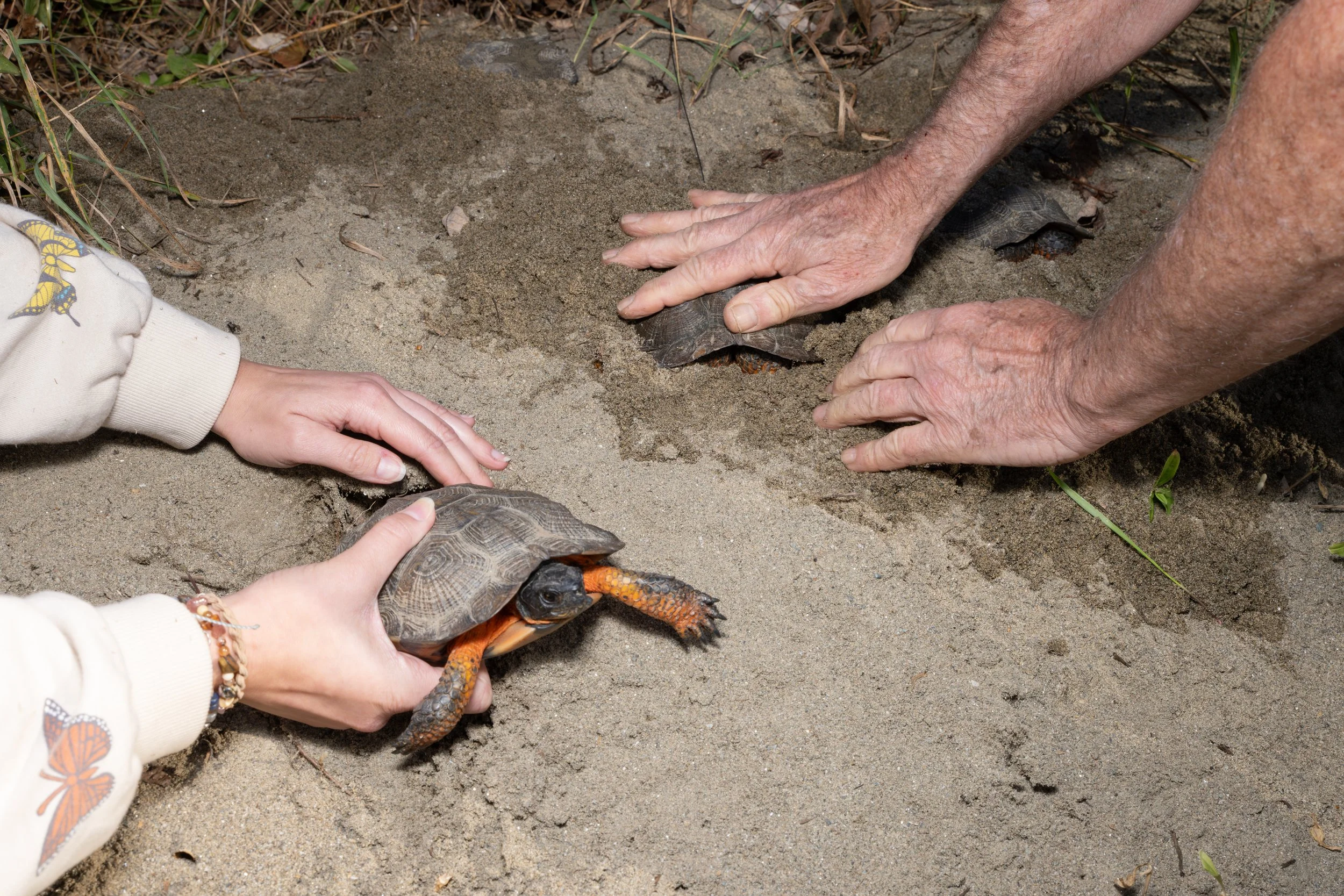 Vermont-Wood-Turtle-Conservation-Planting-Endangered-Photography.jpg