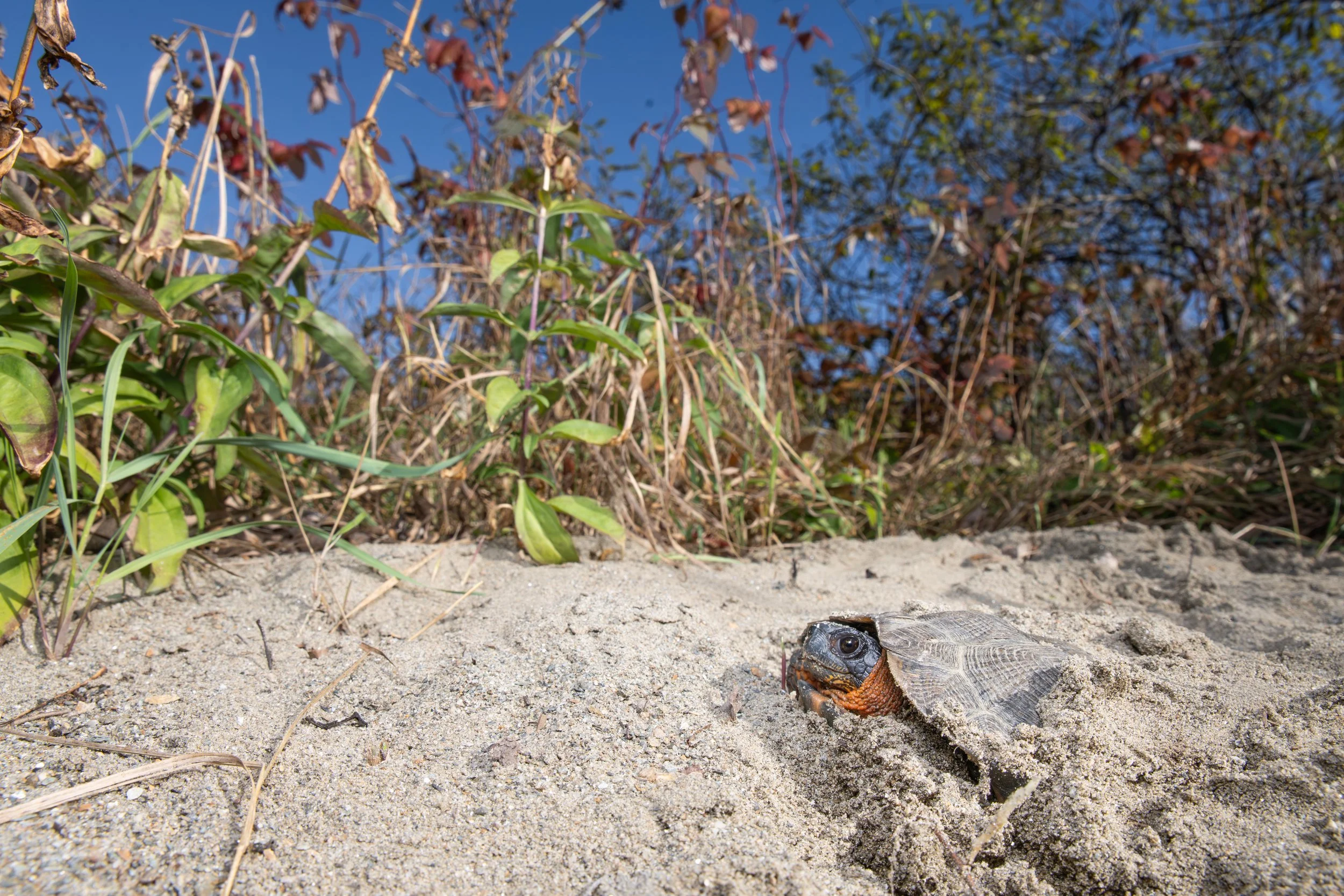 Vermont-Wood-Turtle-Endangered-Wide-Angle-Reptile-Photography.jpg