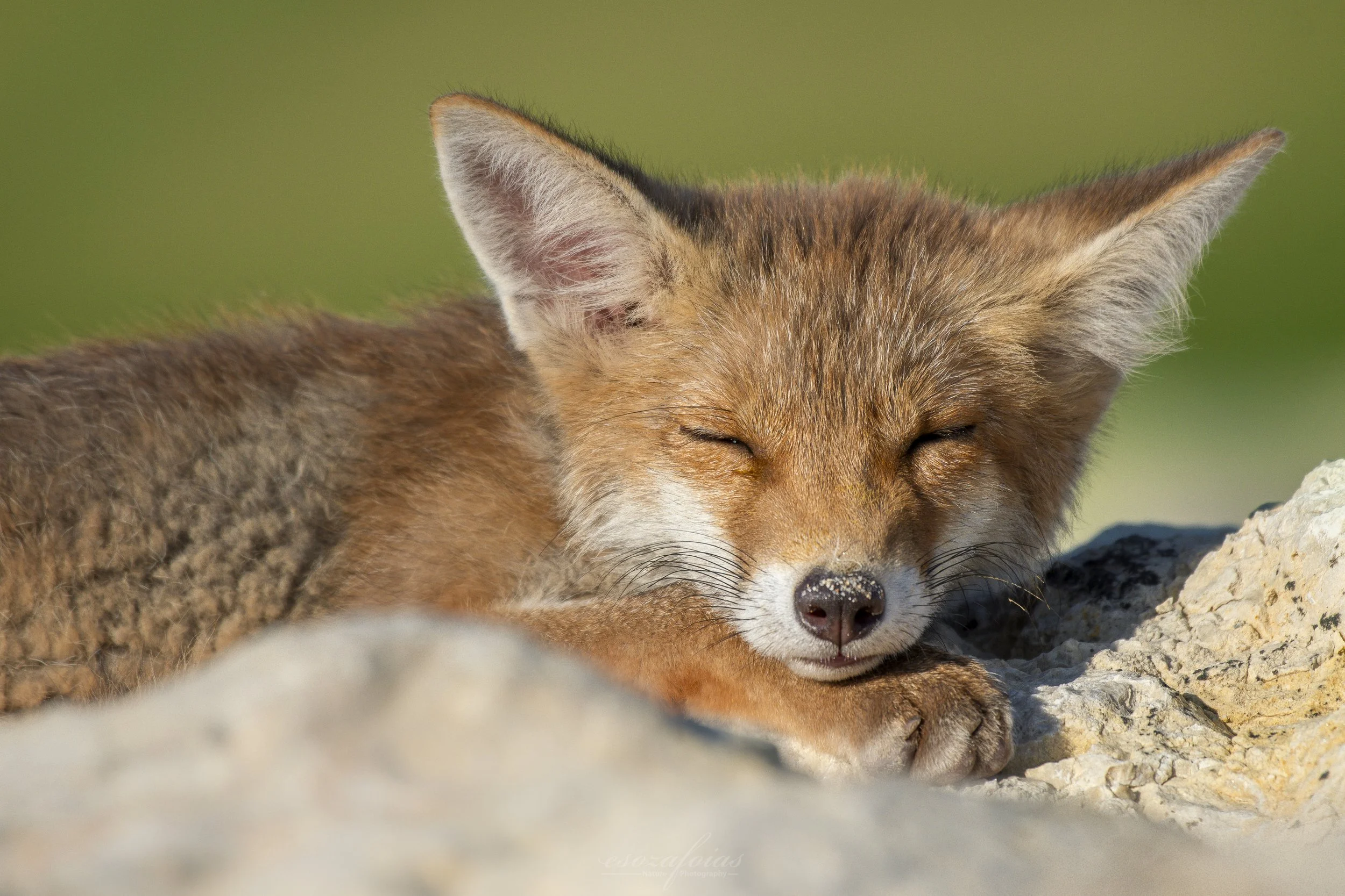 Wildlife