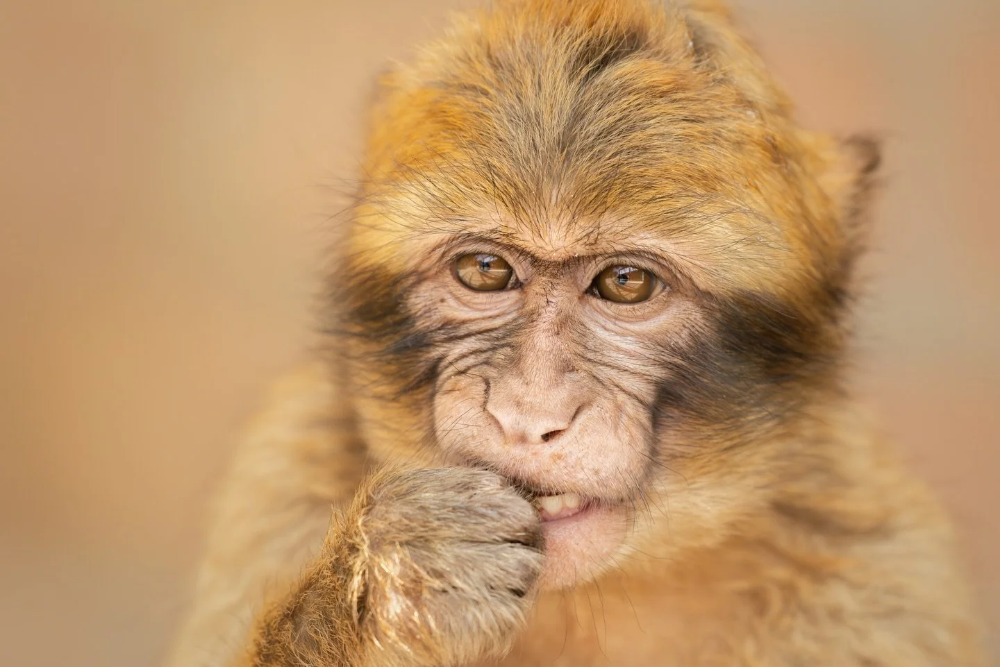 While on the Rock of Gibraltar, I kept seeing younger macaques hanging around, trying to get whatever food they could. The park where they live is only open during the day, about an hour after sunrise until an hour before sunset, which means there&rs