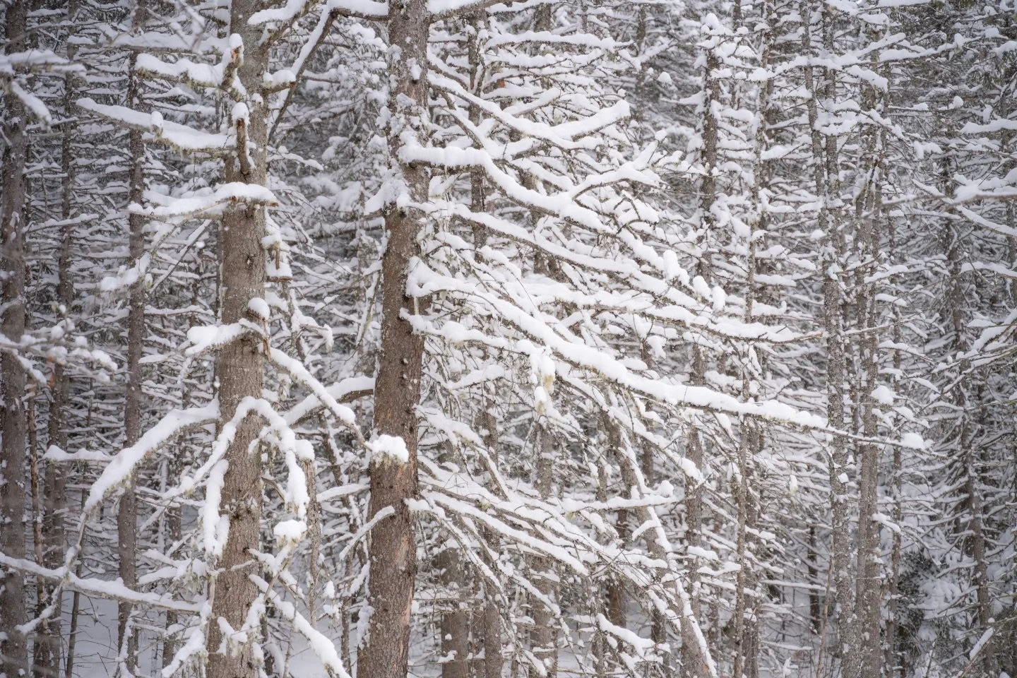 It&rsquo;s been way too long since I&rsquo;ve posted a non-wildlife image, so for this week&rsquo;s post, here&rsquo;s a photo I took in the Northeast Kingdom at a snow-covered bog. This winter has been above average every month in terms of snowfall,