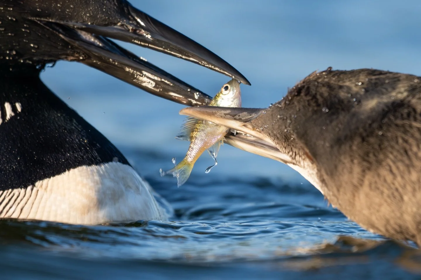 As the loon chick grew larger and larger, it needed to be fed more and more. Most of the time, I was too far away for good images, but occasionally I was just close enough. Of course, this image is more than close enough, it was actually too close fo