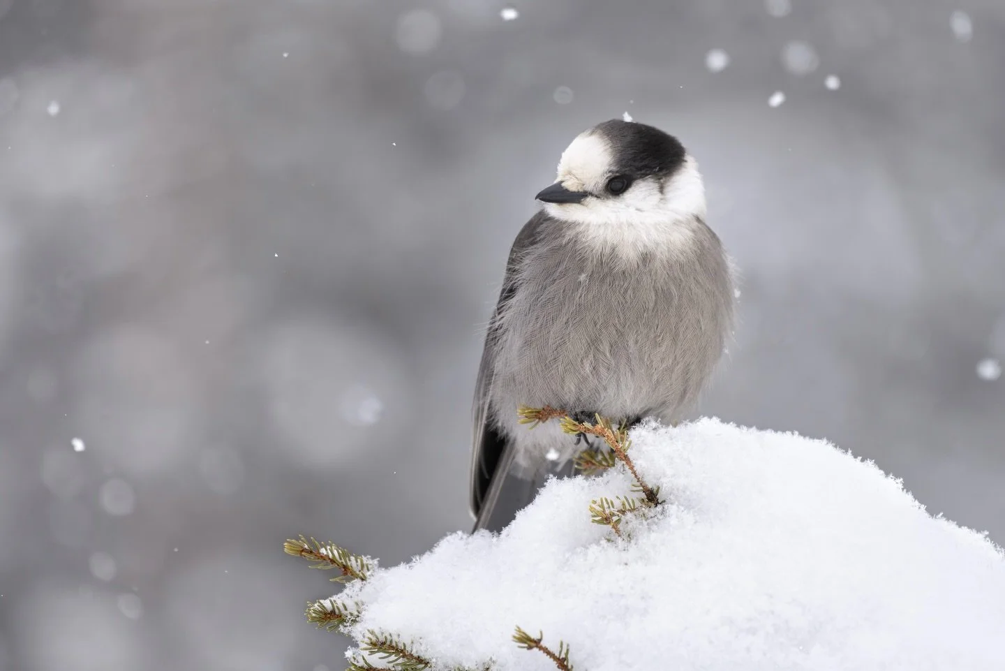The Canada Jay was my number one target for my trip up to the Northeastern Kingdom, and I knew I wanted to capture them in the snow. During the winter, they are a fairly easy species to find or rather, they find you. My first outing was just before t