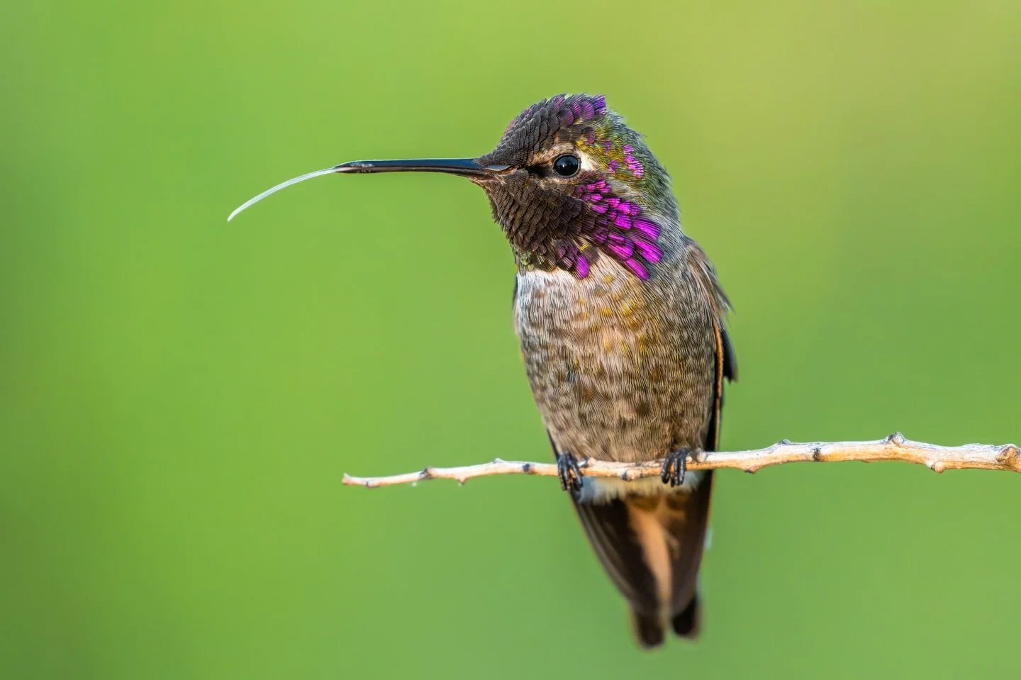 Like every year during the holiday season, I spent some time in Arizona with my family. While visiting my favorite local park, I noticed an Anna&rsquo;s Hummingbird repeatedly using the same perch, so I decided to wait it out. Like clockwork, it woul
